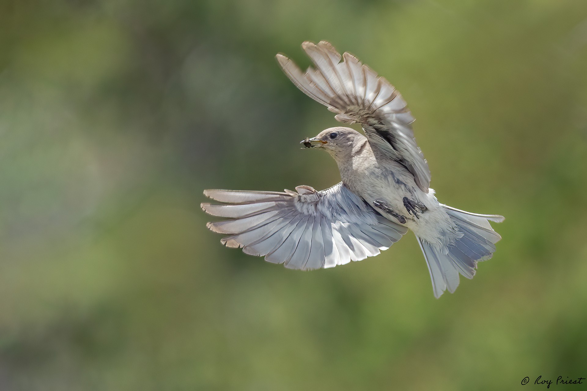 Mountain-Bluebird-A1-Roy-8286-Edit.jpg