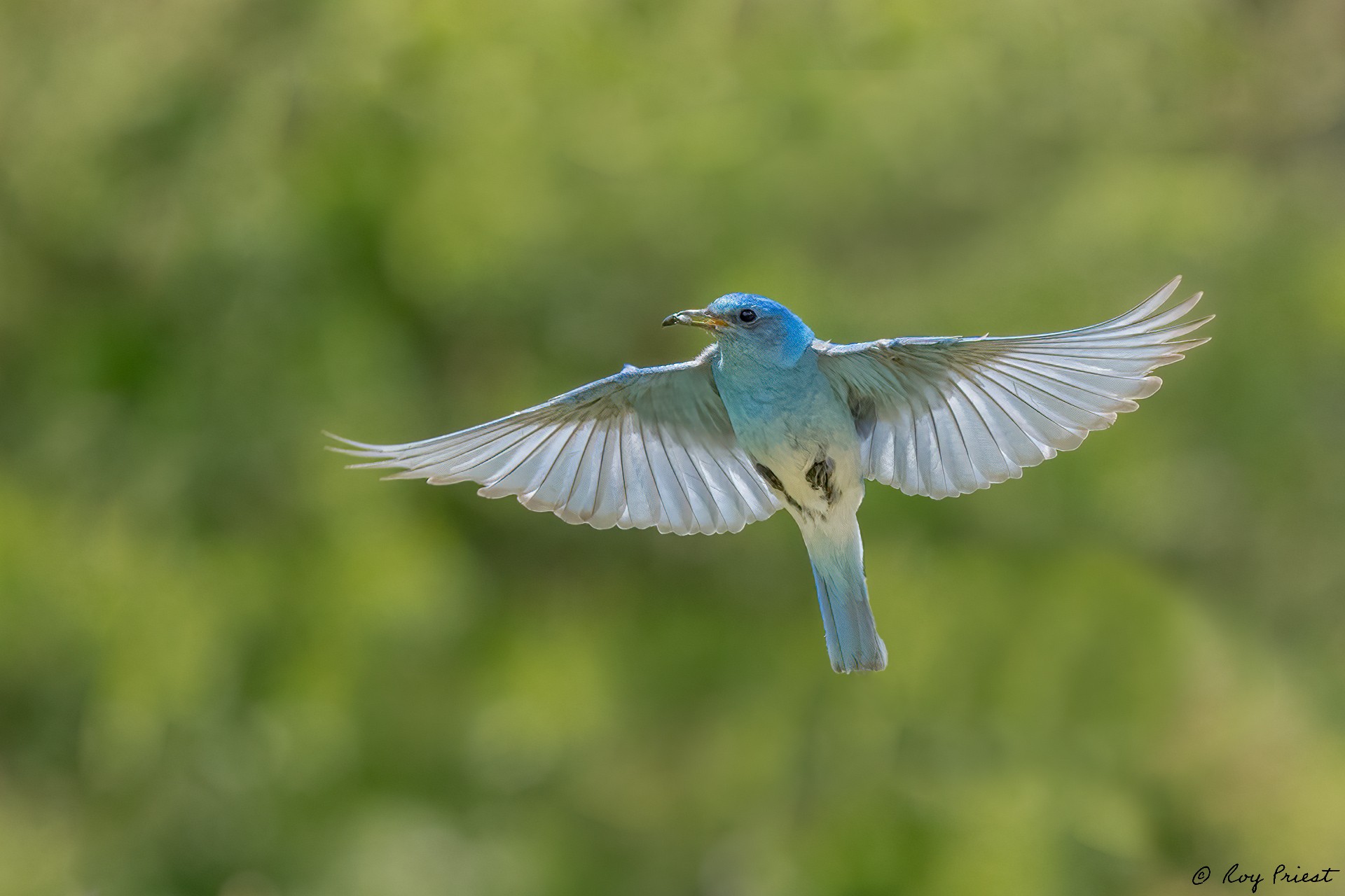 Mountain-Bluebird-A1-Roy-8462-Edit.jpg