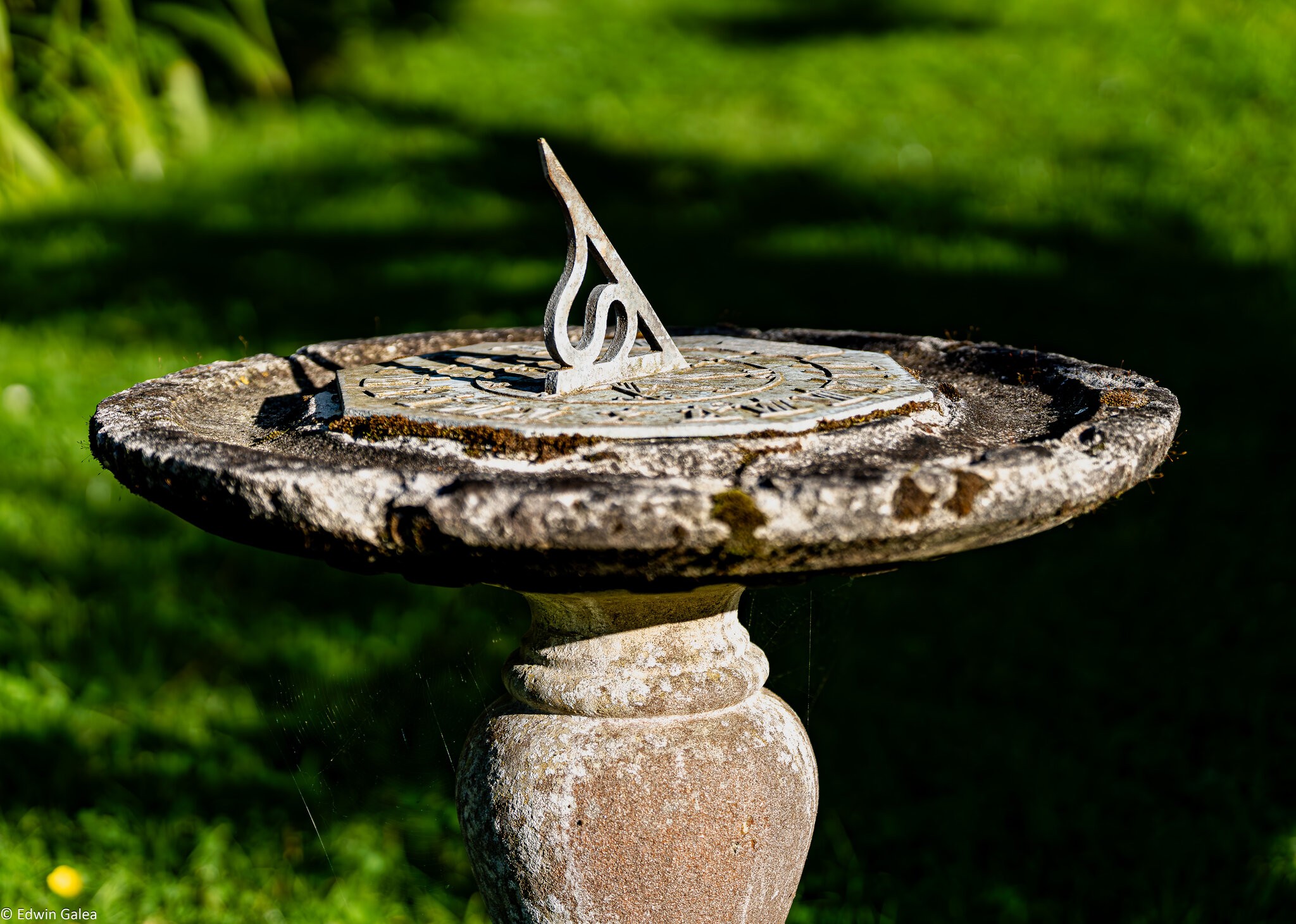 newforest_pig_sundial-1.jpg