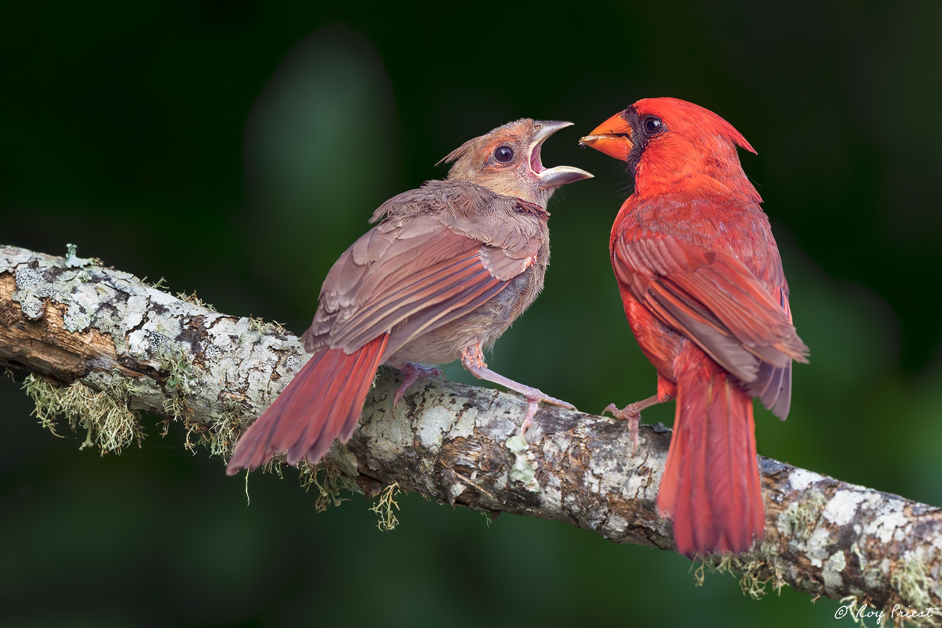 Northern Cardinal_RP25855.jpg