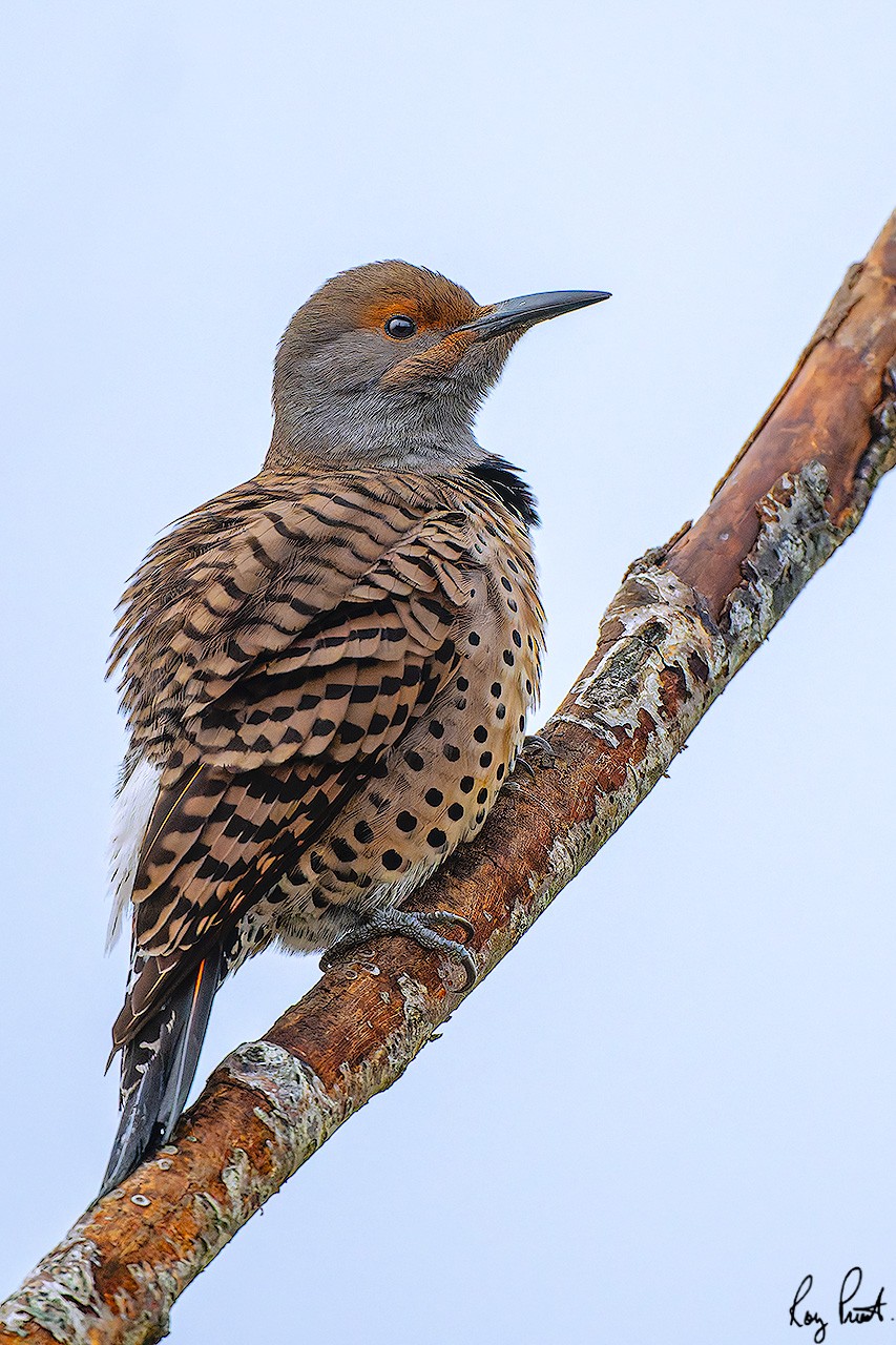 Northern-Flicker-2_DSC2151.jpg