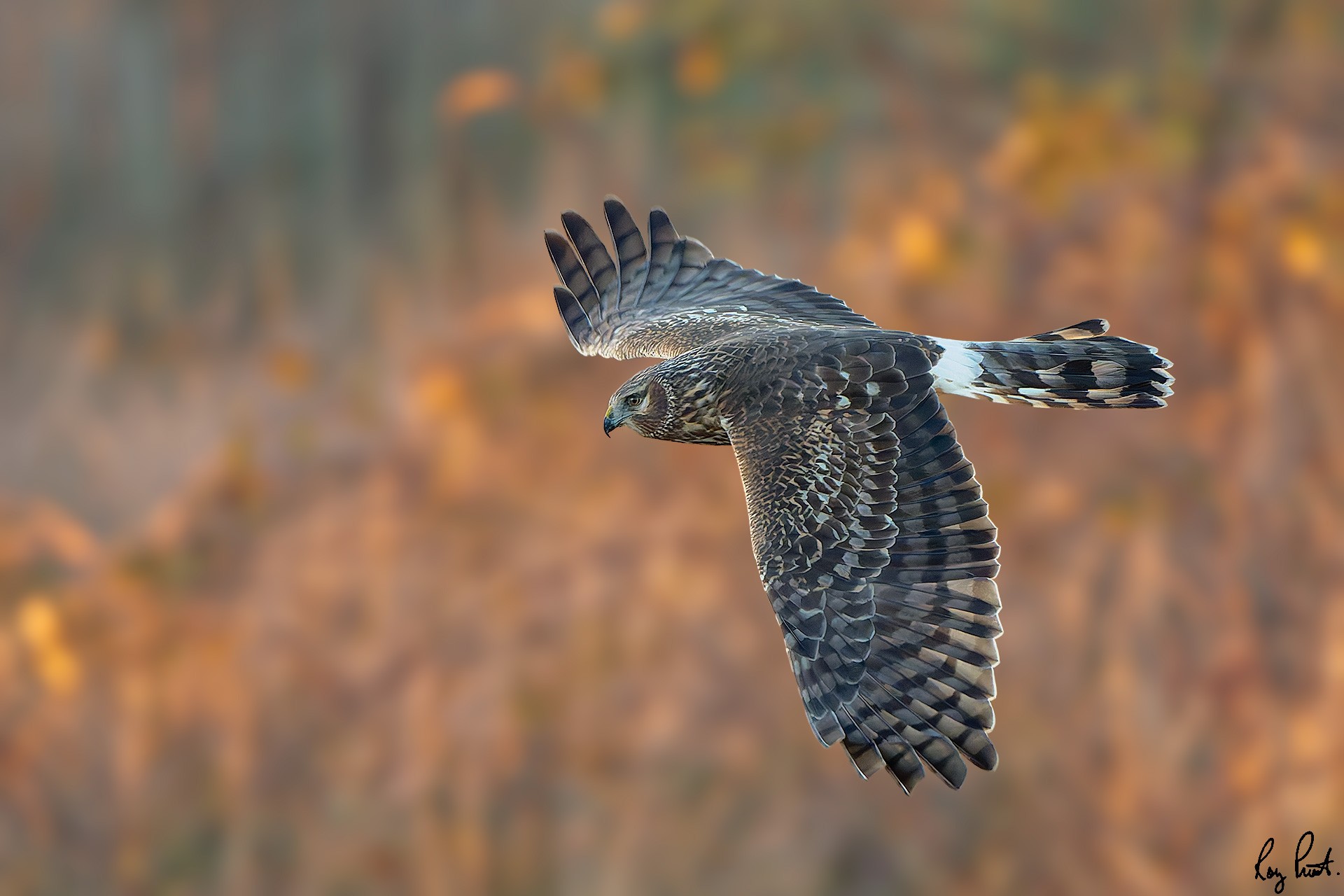 -Northern-Harrier-2698.jpg