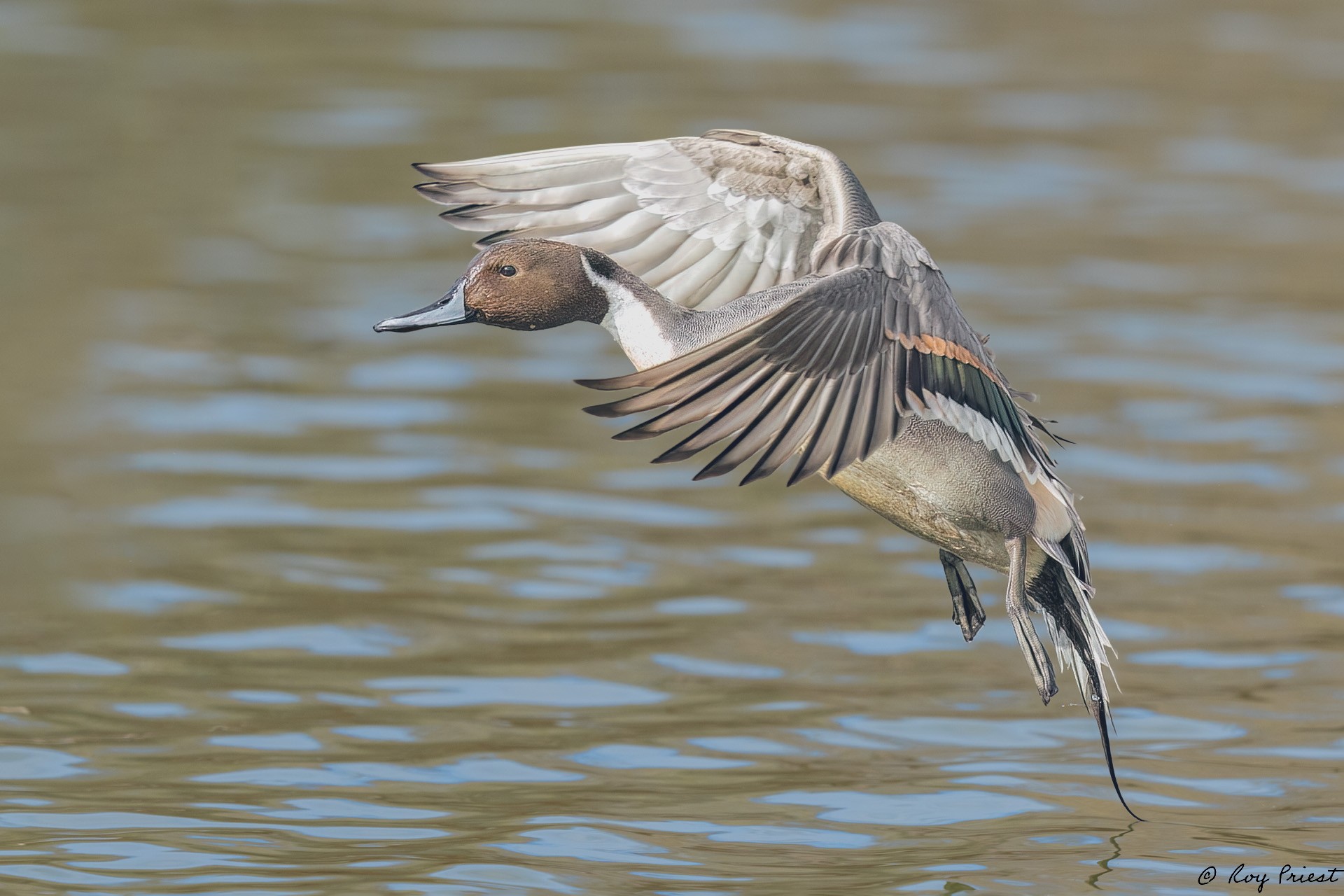 Northern Pintail_RP20093-Edit-Edit.jpg