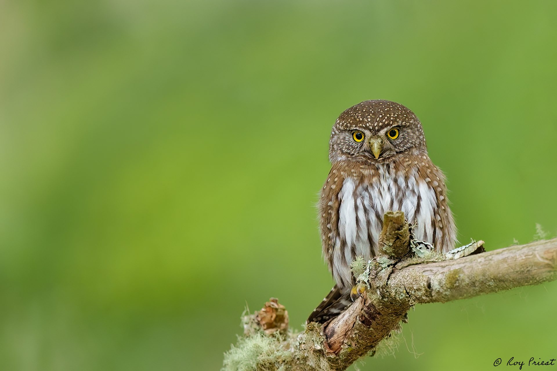 Northern-Pygmy-Owl-A1-2416.jpg