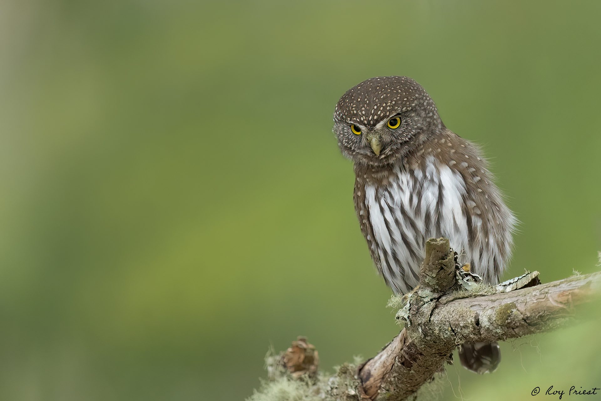 Northern-Pygmy-Owl-A1-2603.jpg