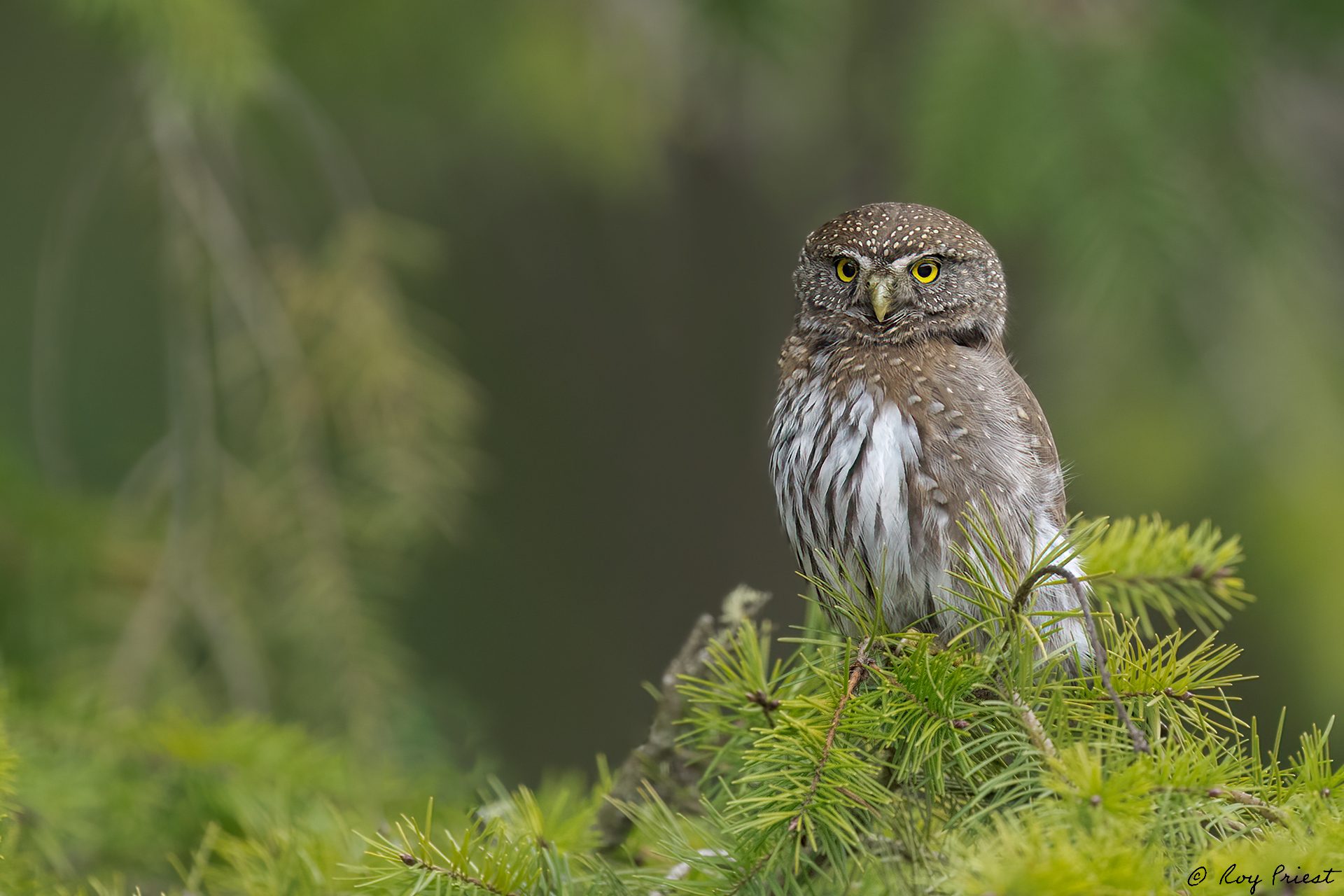 Northern-Pygmy-Owl-A1-3342.jpg