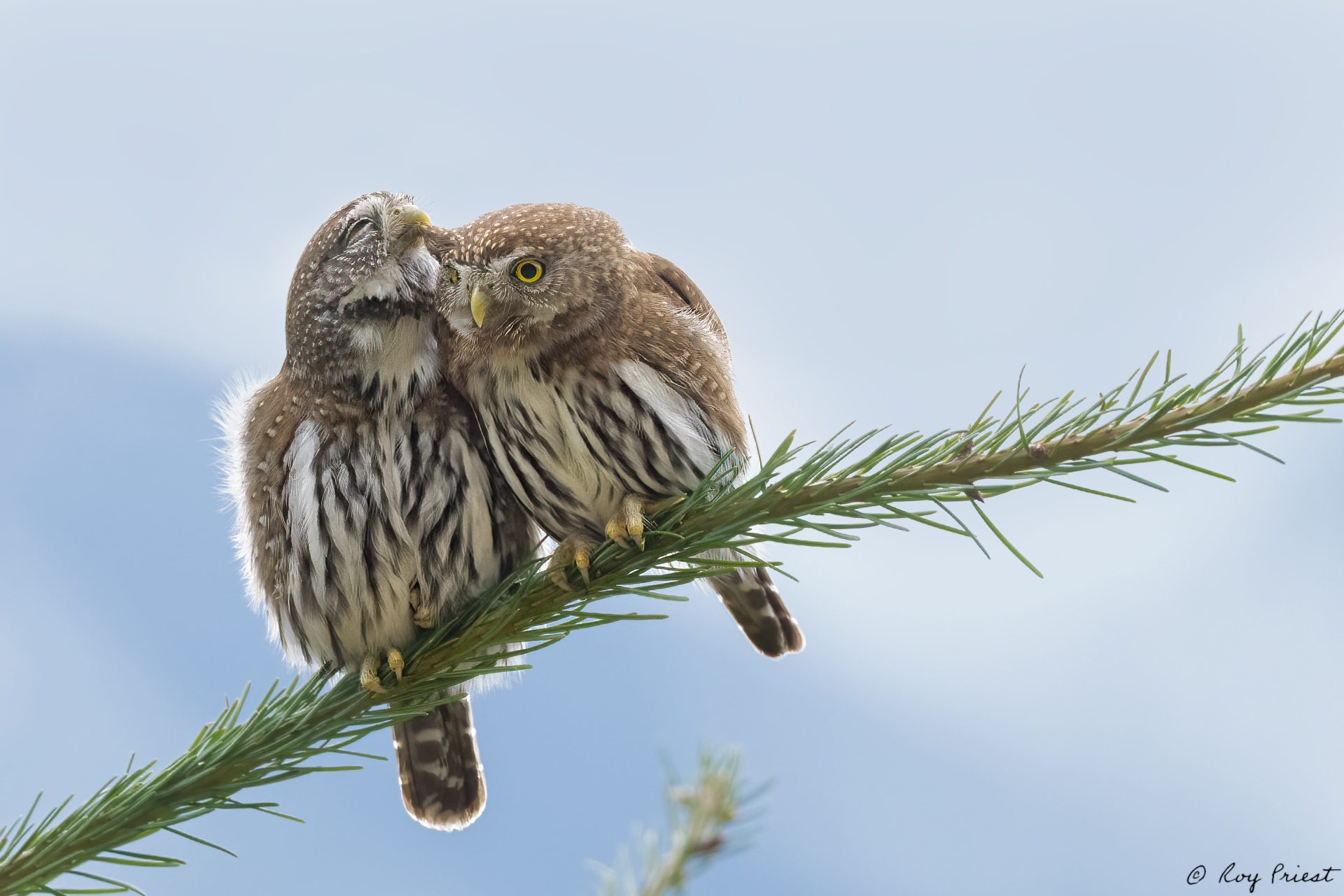 Northern-Pygmy-Owl-A1-4018.jpg