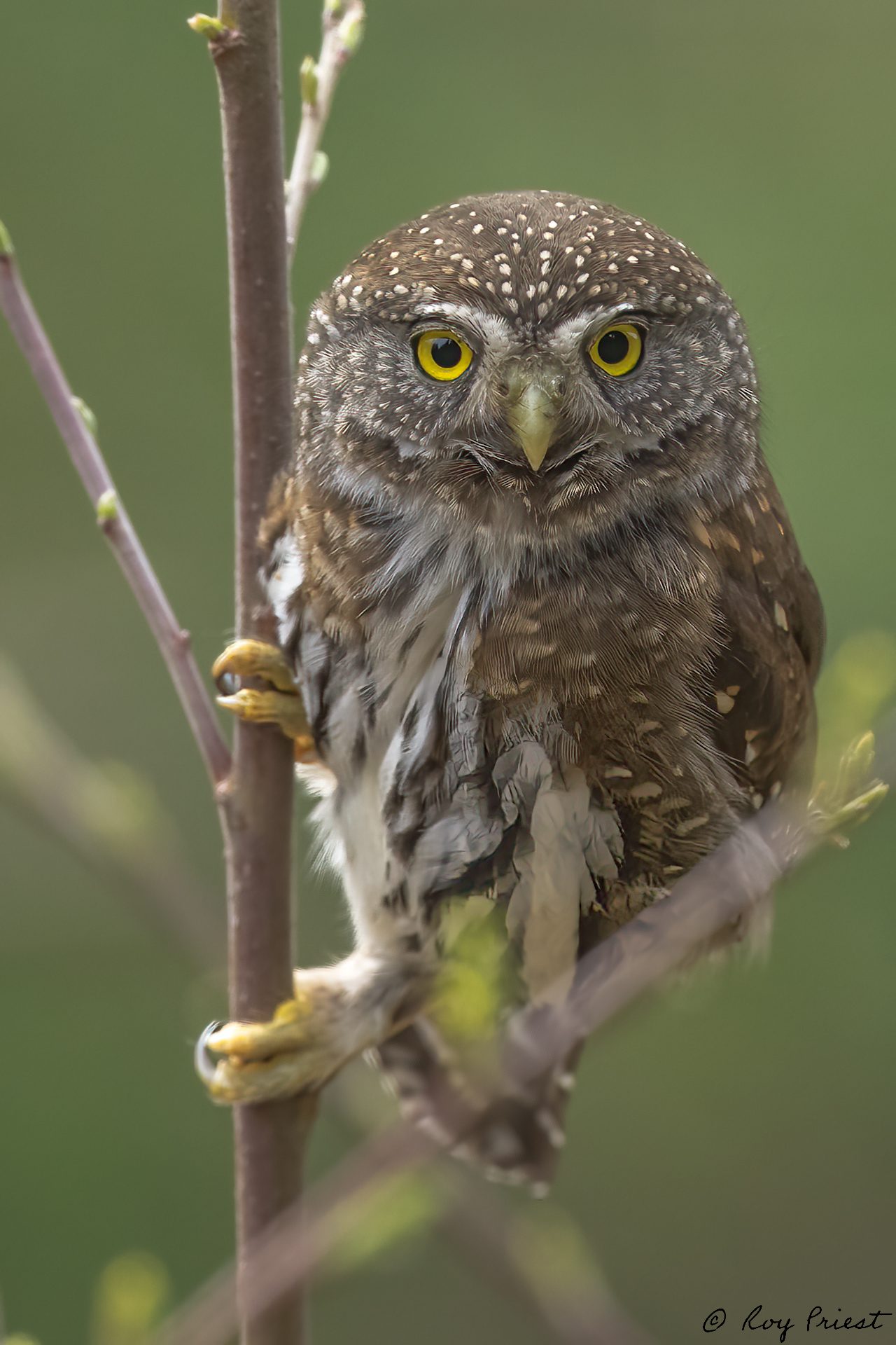 Northern-Pygmy-Owl-A1-4758.jpg