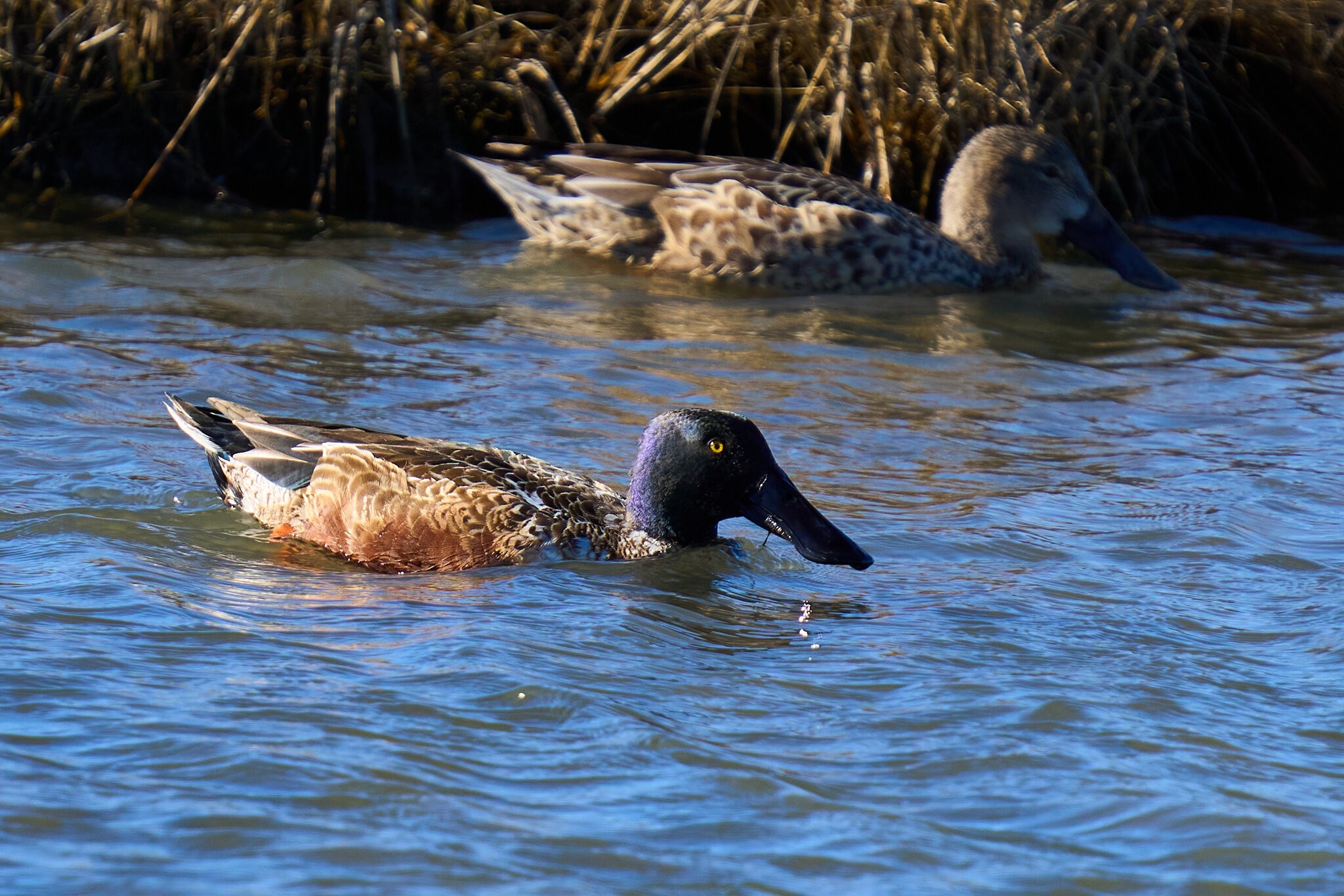 Northern Shoveler - Forsythe NWR - 12302024 - 15.jpg