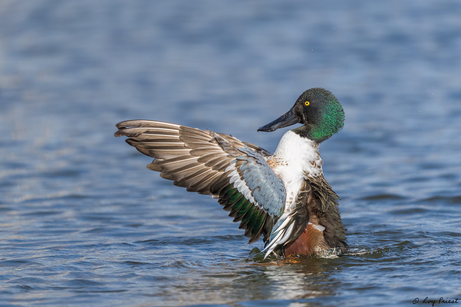 Northern-Shoveler-ROY-1A-4109.jpg