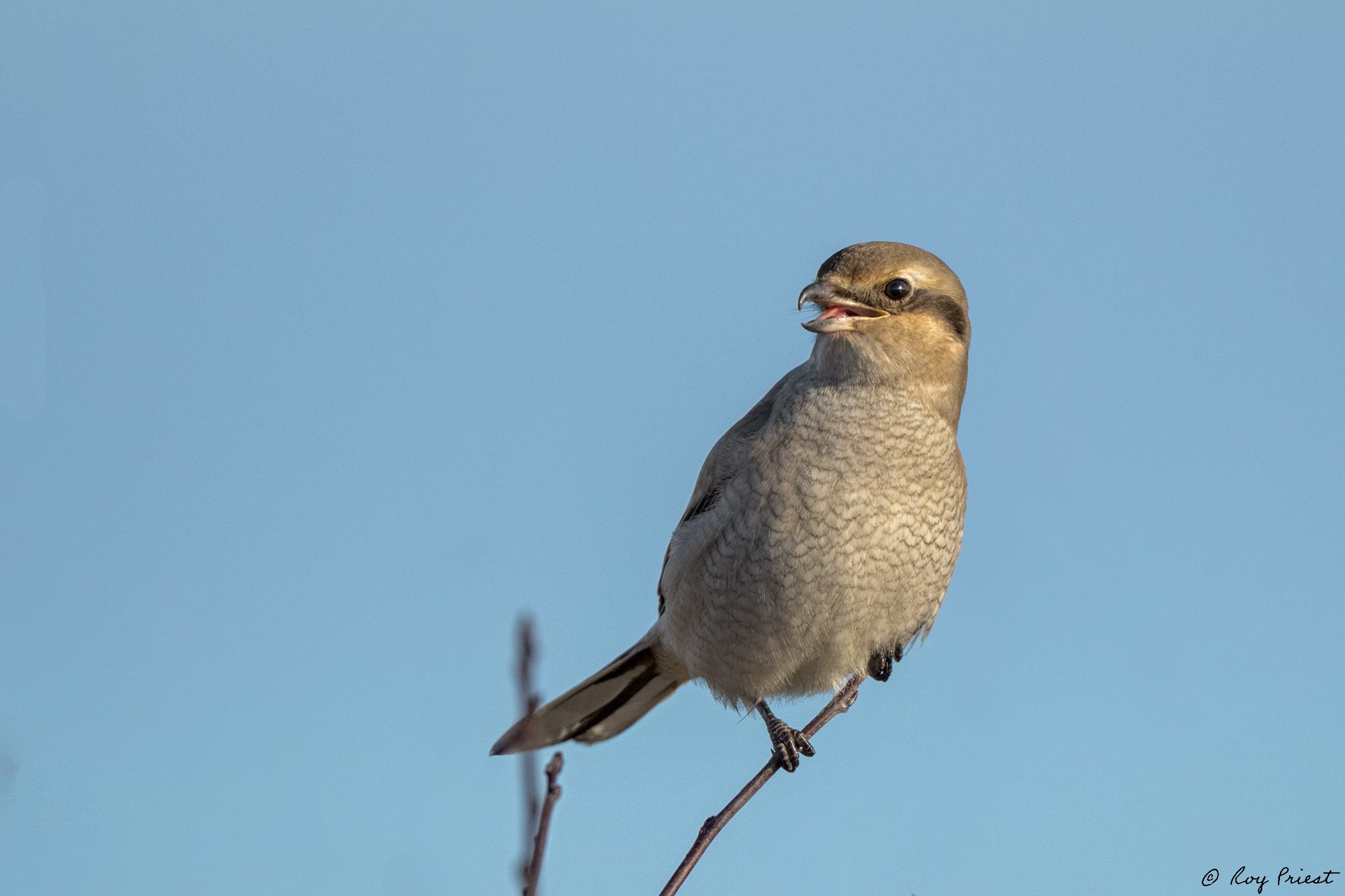 NoShrike-ROY-A1-9579.jpg