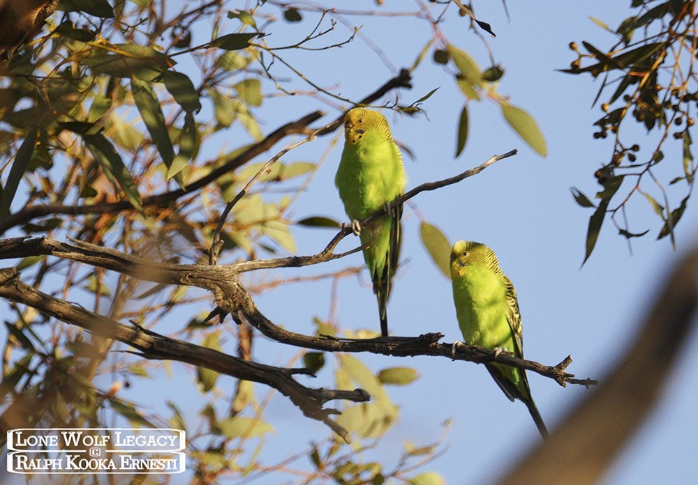 Nowingi, Budgies 14-01-2023 (333).JPG