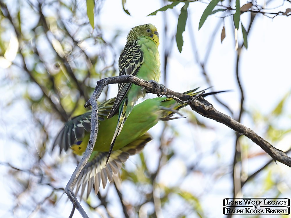 Nowingi, Budgies 14-01-2023 (826).JPG