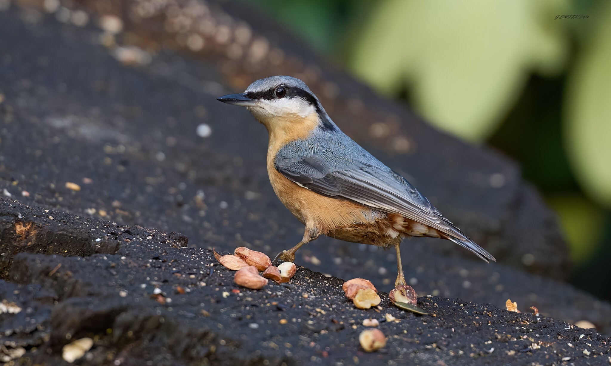 nuthatch 2024 2.jpg