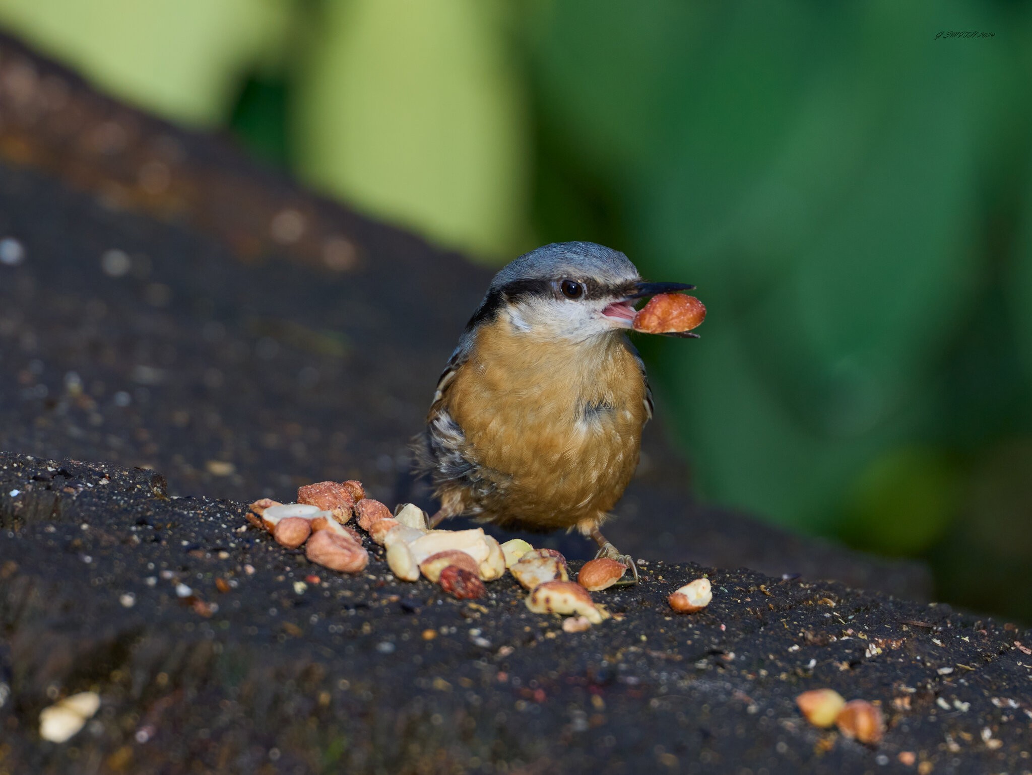 nuthatch 2024 3.jpg