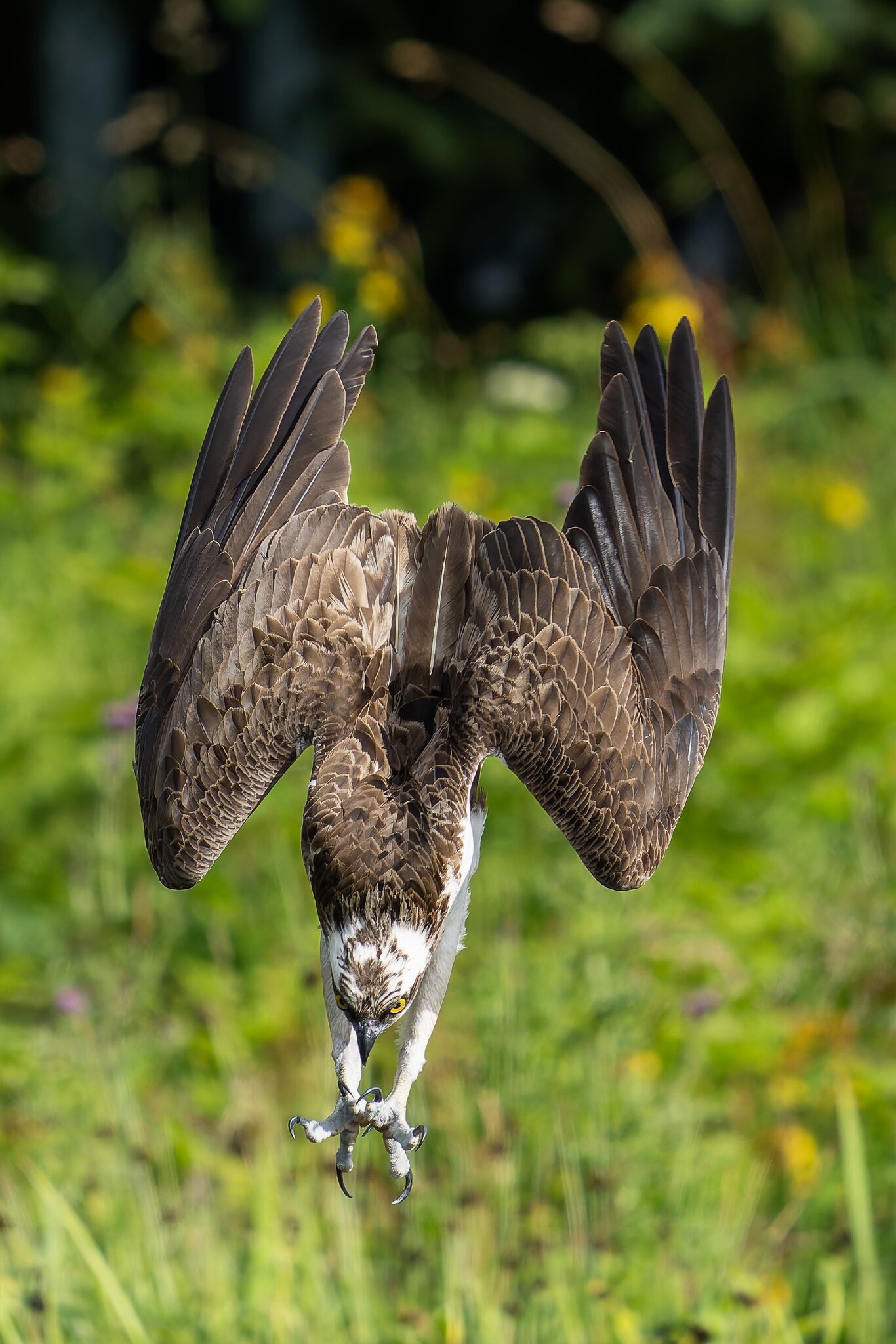 Osprey_01_12.jpg