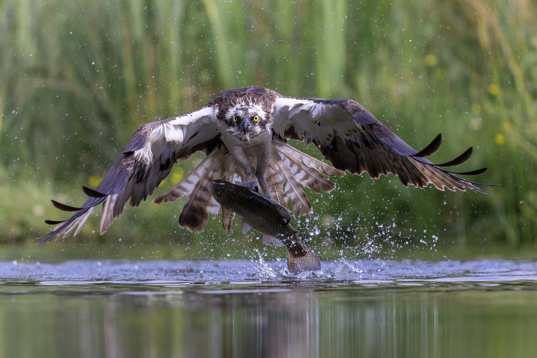 Osprey_01_14.jpg