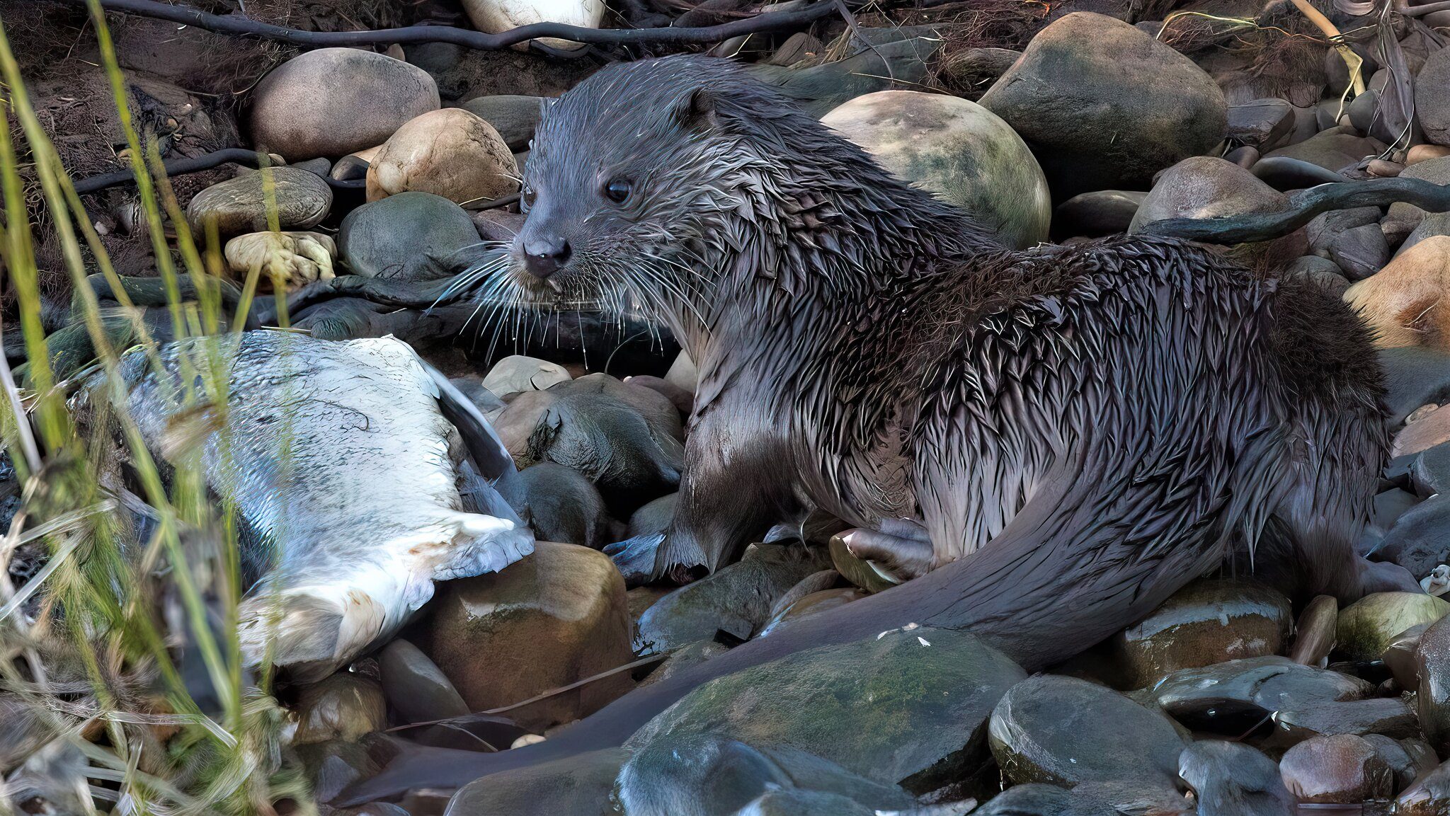 Otters 16-1-22 5 16x for laptop.jpg