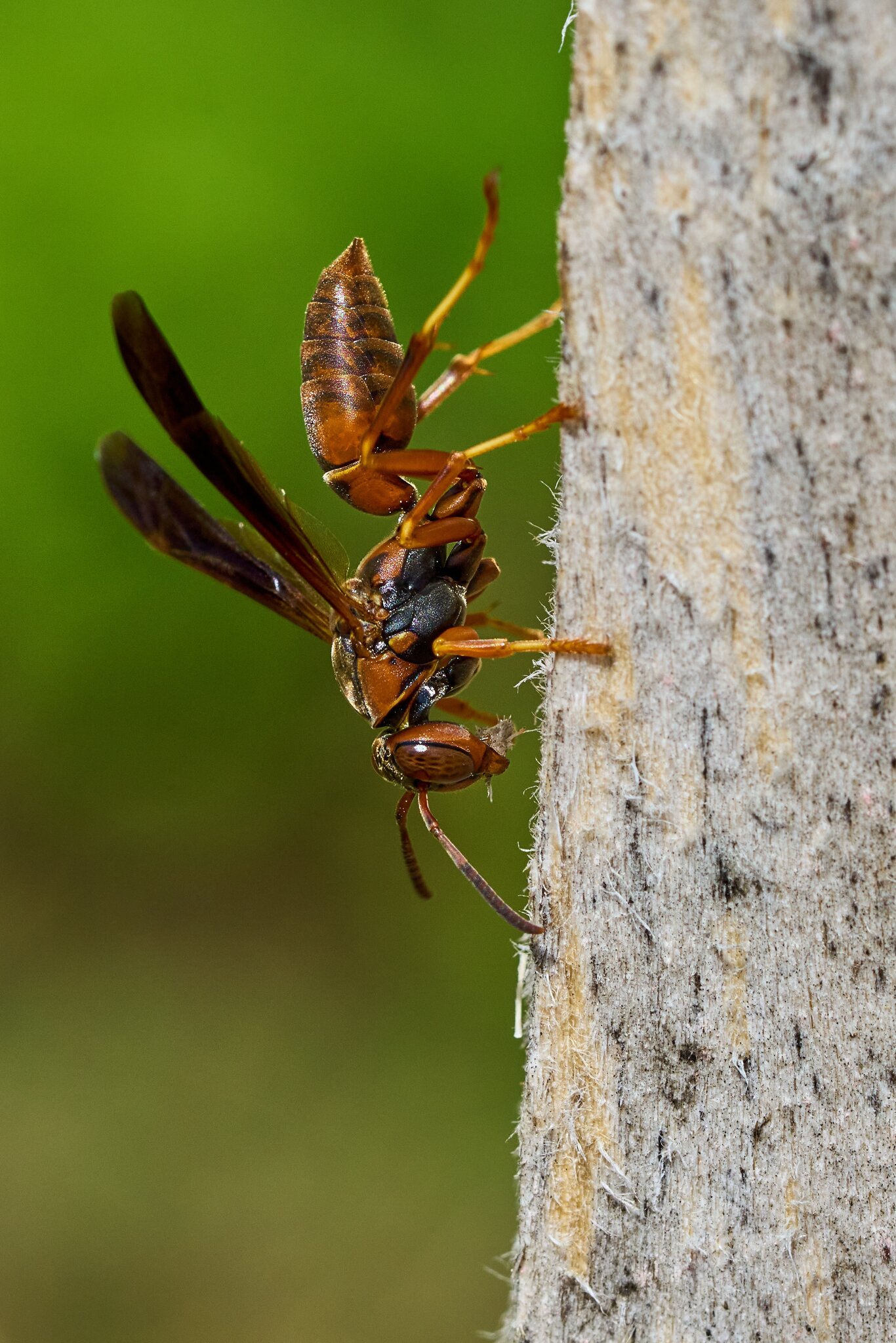 Paper Wasp - Home - 04282024 - 07- DN.jpg