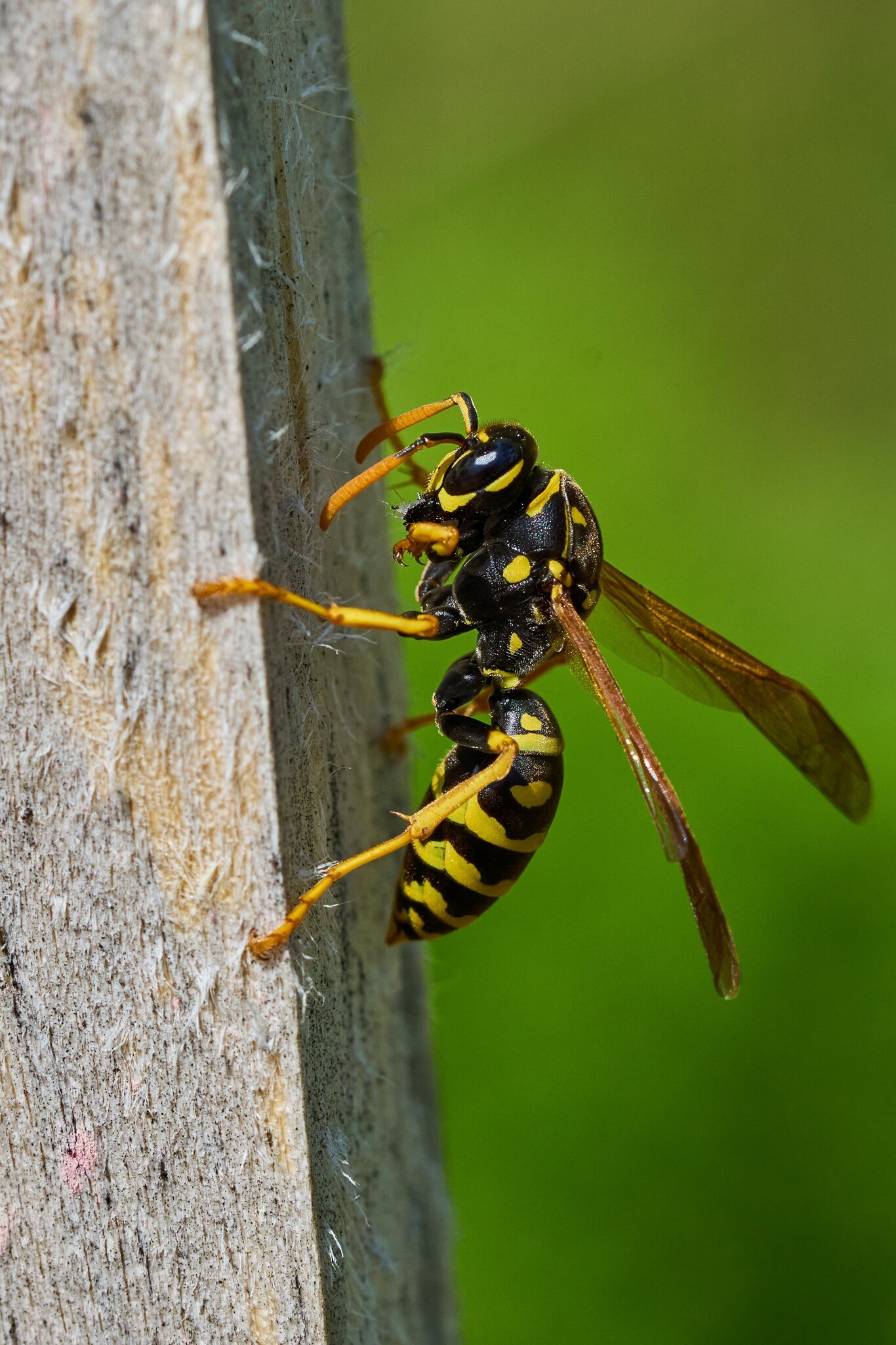 Paper Wasp - Home - 04282024 - 11- DN.jpg