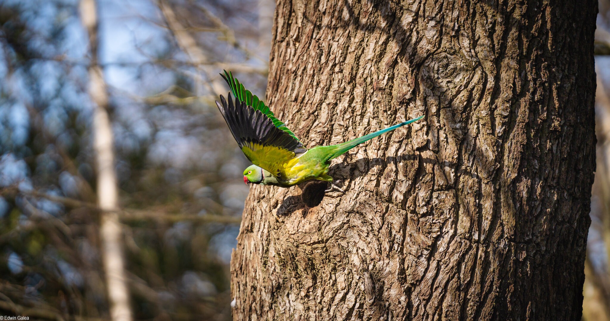 parrot_leaving_home_oxleys_wood-2.jpg