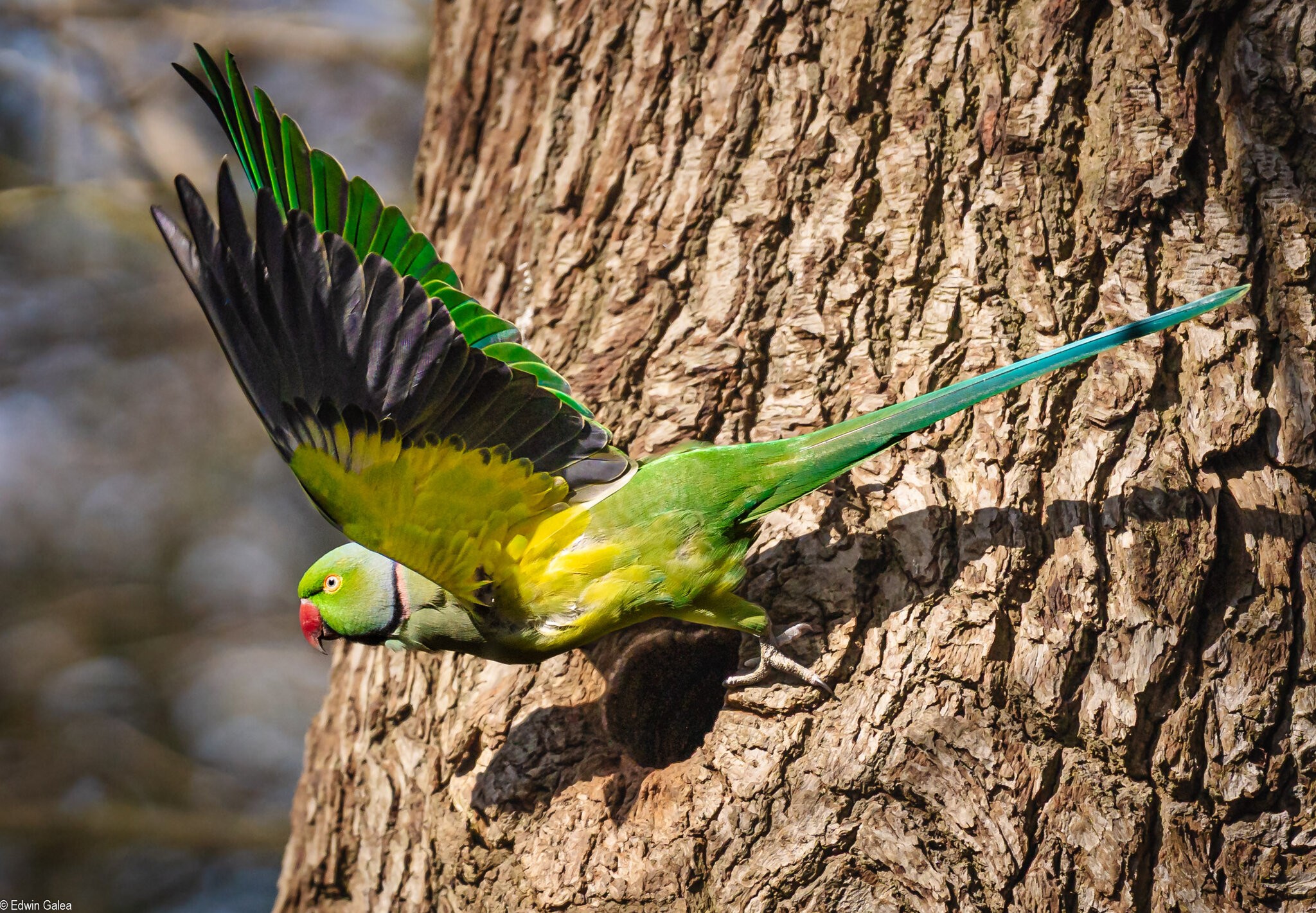 parrot_leaving_home_oxleys_wood-5.jpg