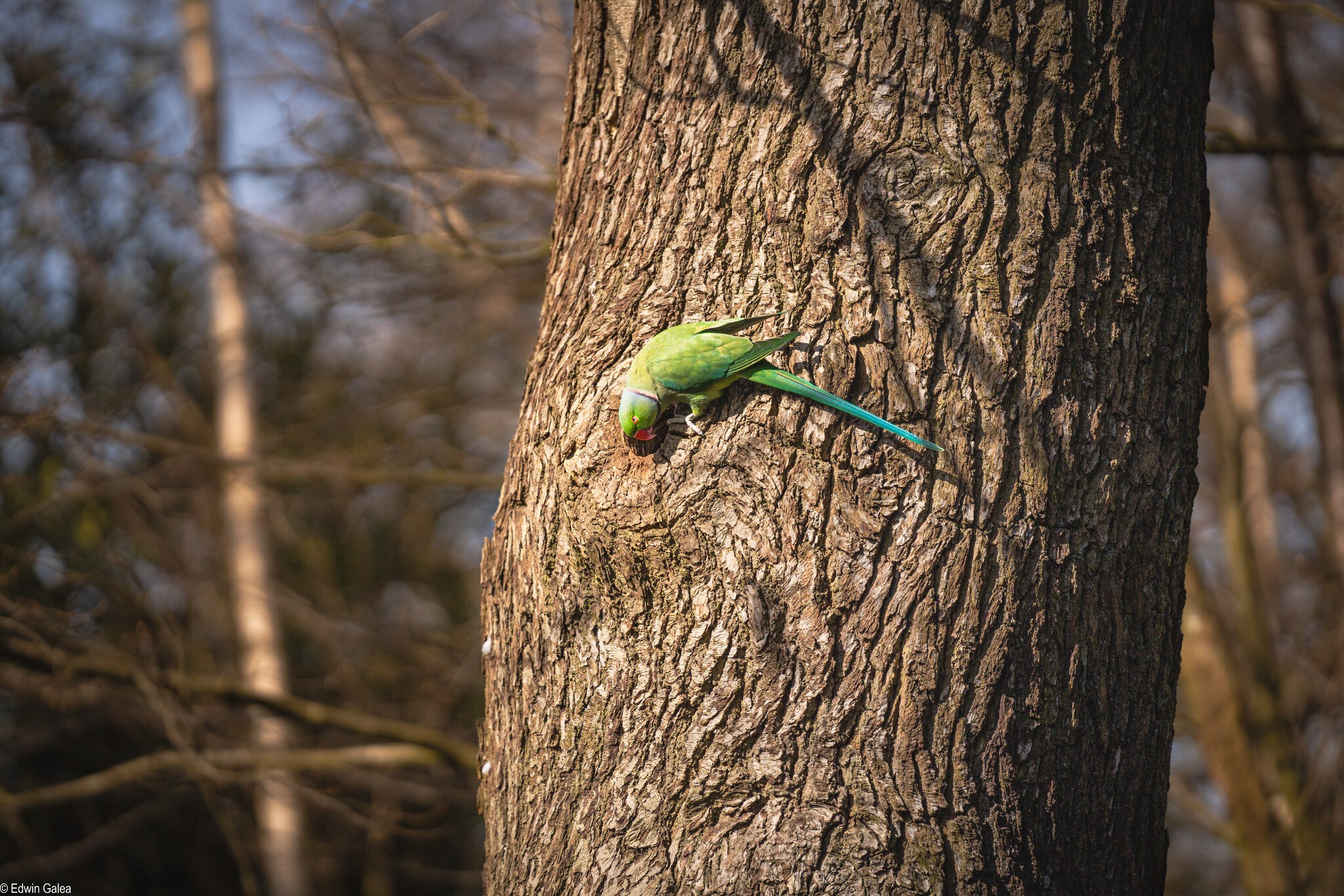 parrot_visiting_home_oxleys_wood-1.jpg