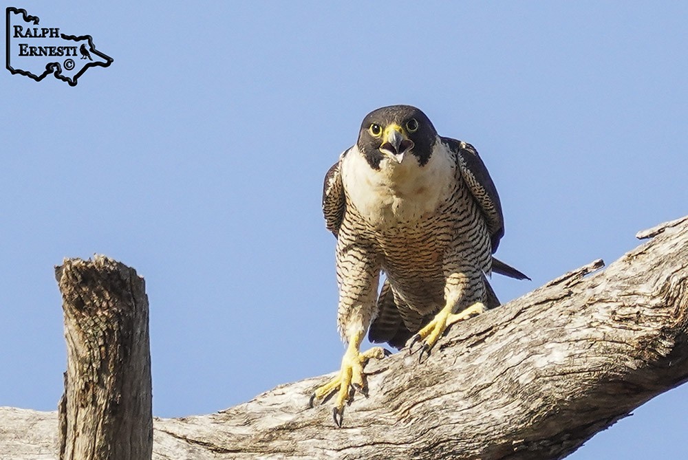 Peregrine Falcon 16-11-2024 (15).JPG