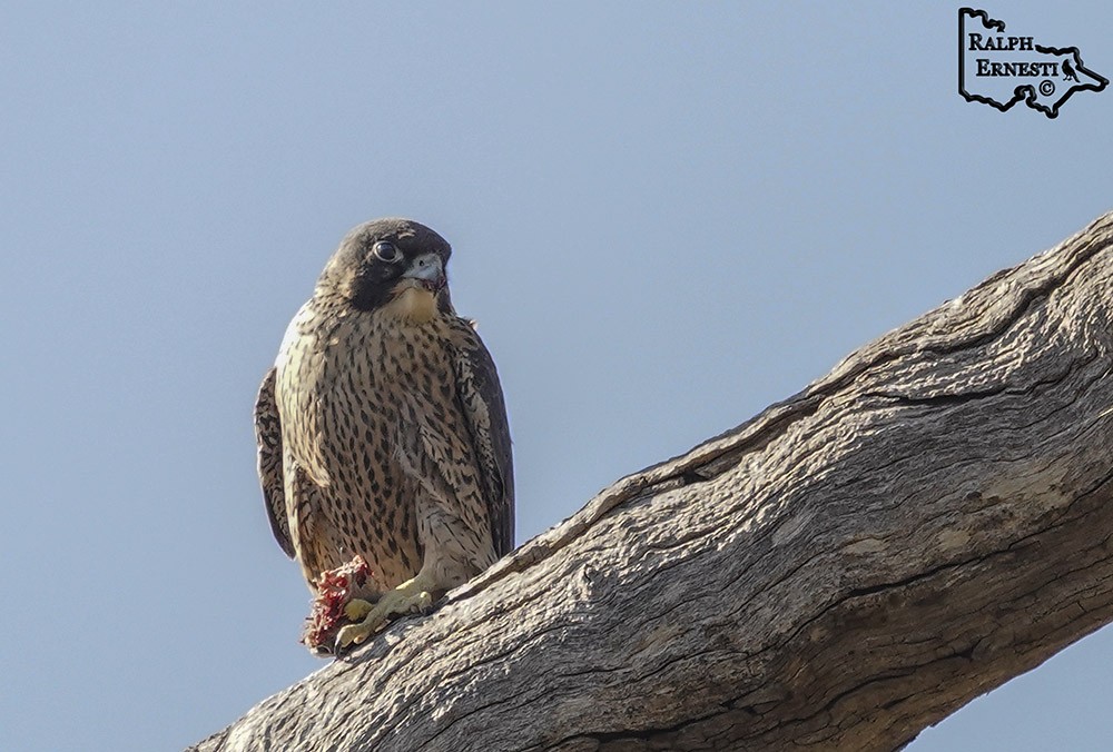 Peregrine Falcon 16-11-2024 (502).JPG