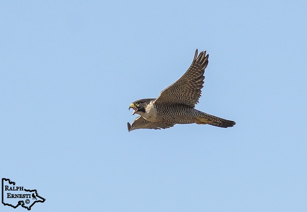 Peregrine Falcon 16-11-2024 (63).JPG