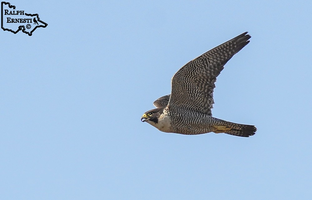 Peregrine Falcon 16-11-2024 (64).JPG