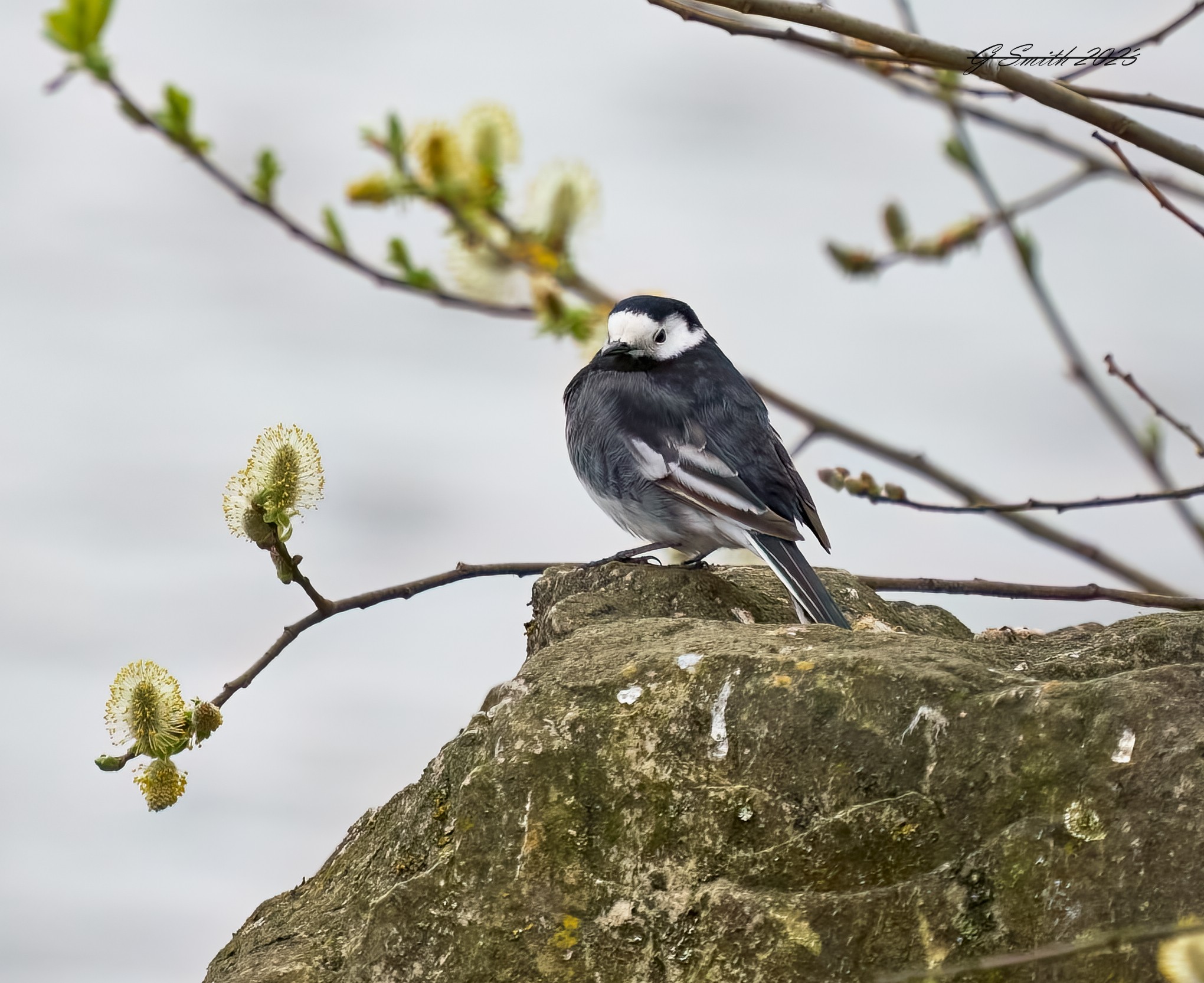 pied wagtail 2023 7.jpg