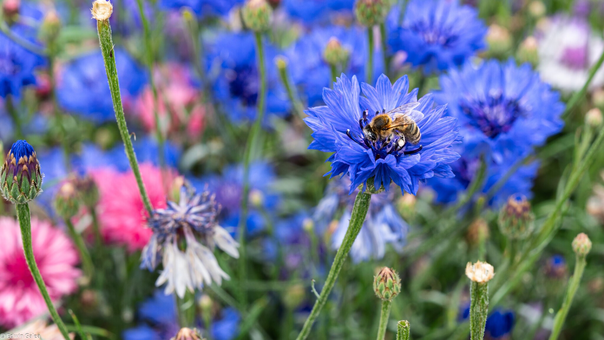 pig in the forest bee in garden-1.jpg