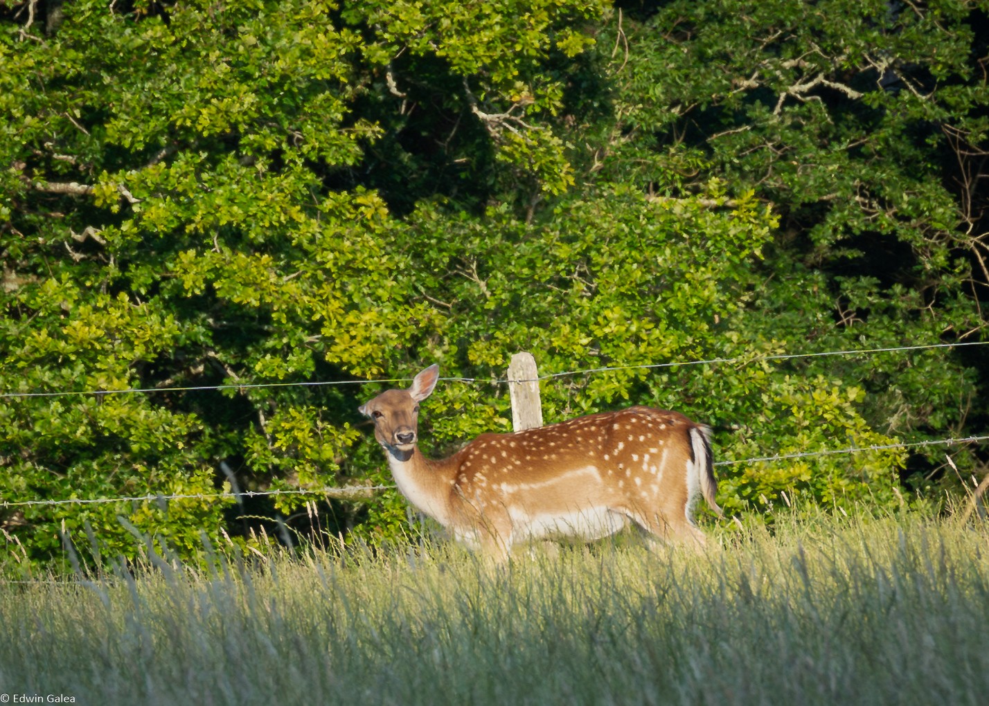 pig in the forest deer-2.jpg