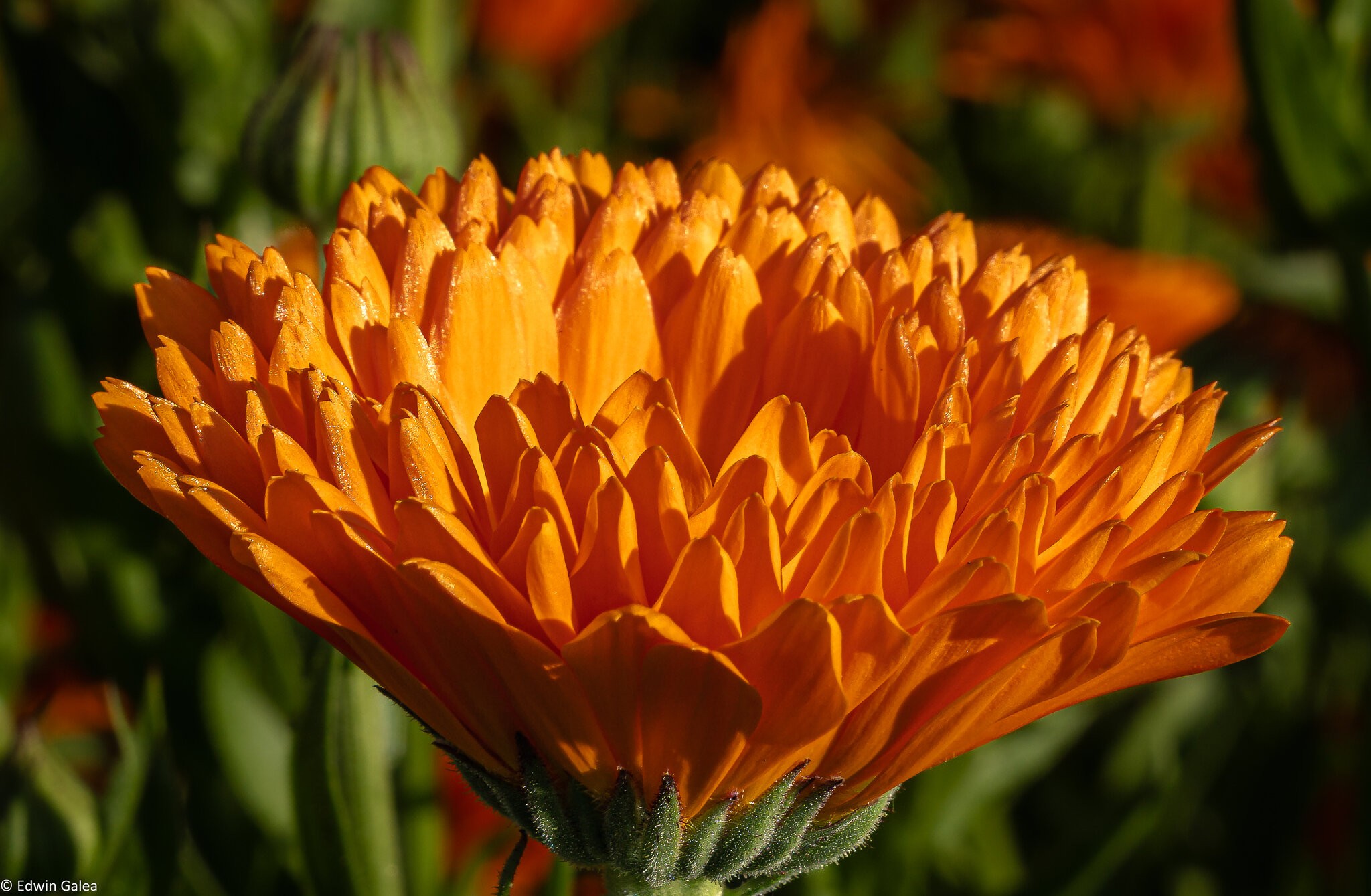 pig in the forest marigolds in the sun-4.jpg