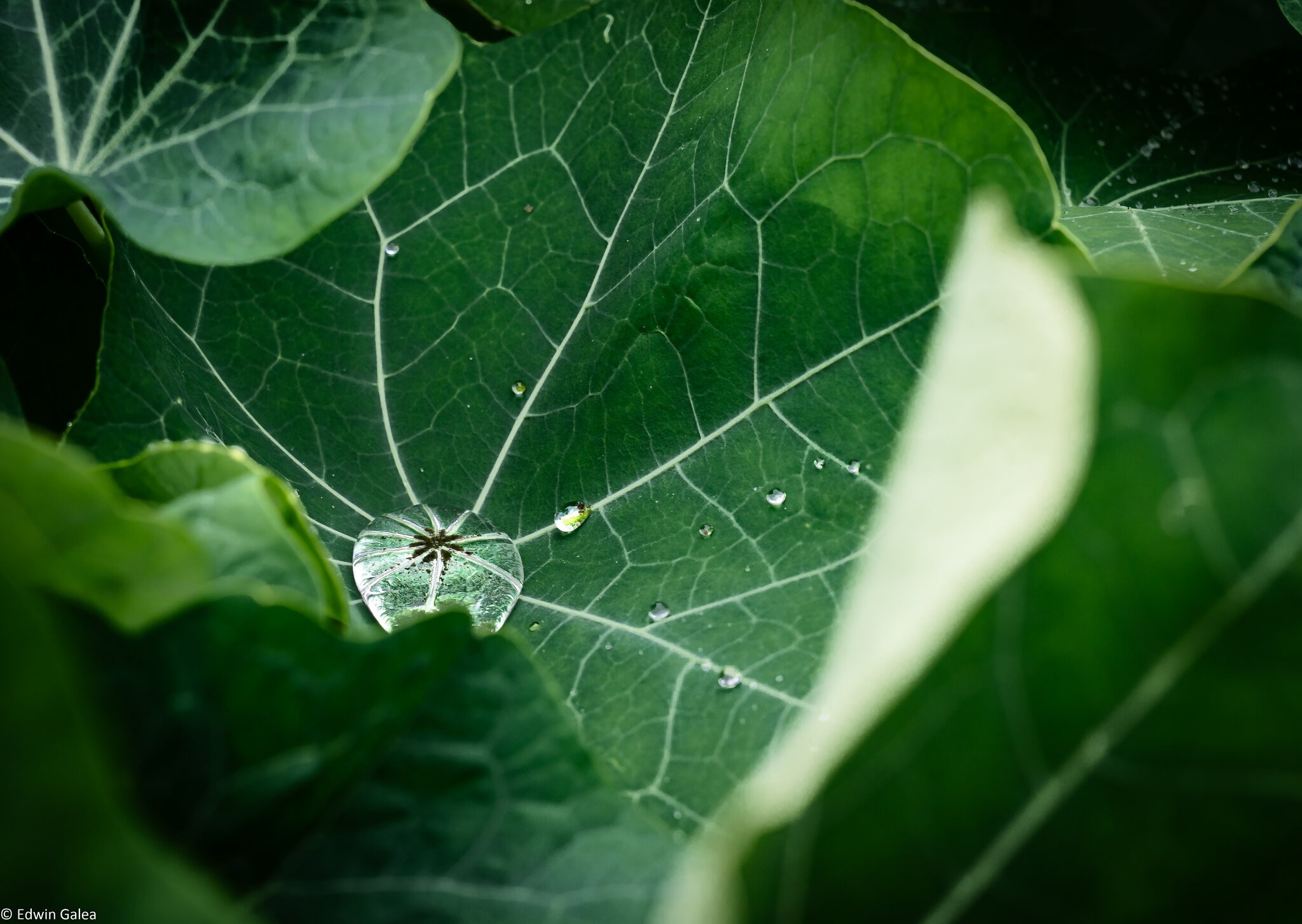 pig in the forest nasturtium in the rain-2.jpg