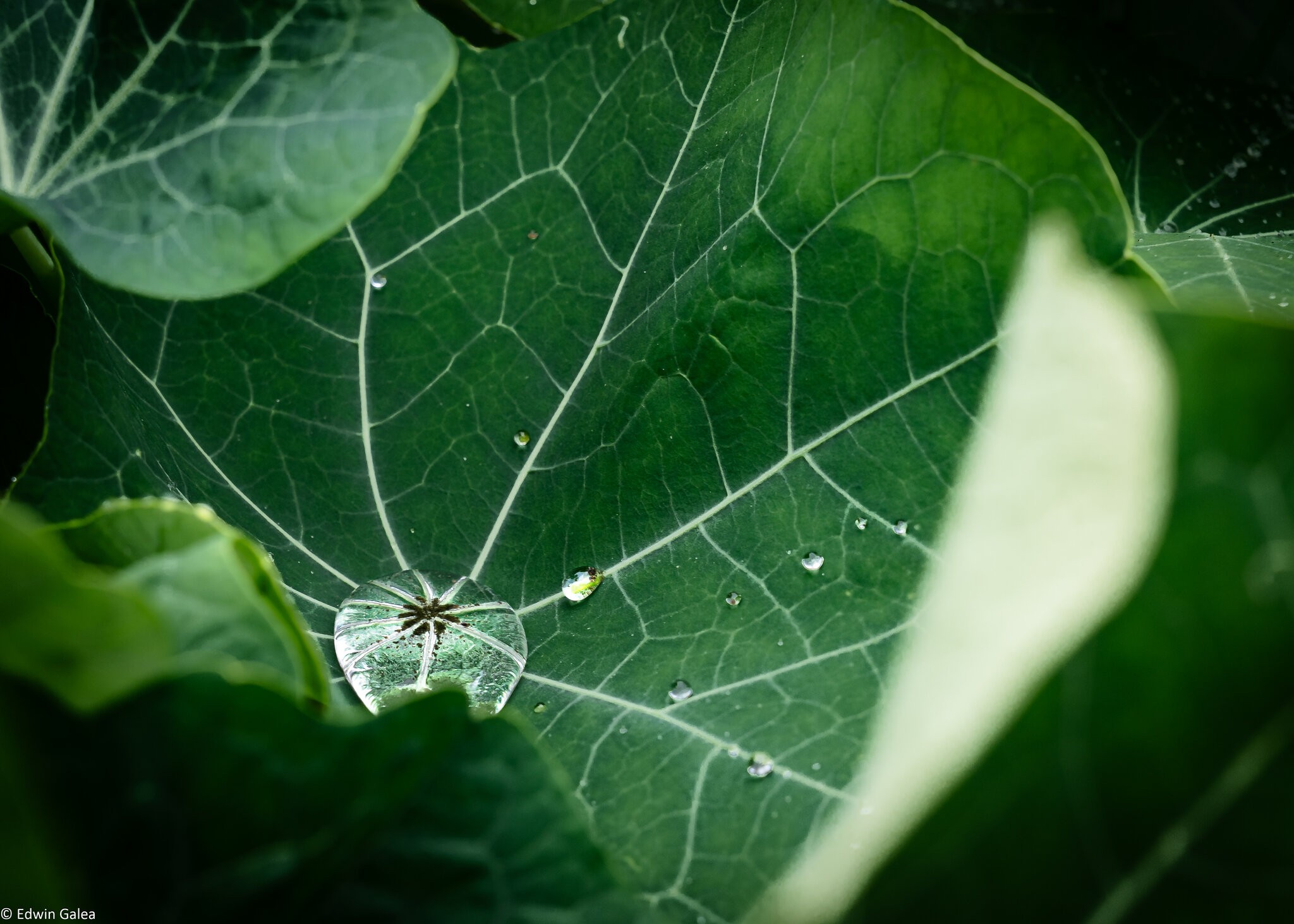 pig in the forest nasturtium in the rain-3.jpg