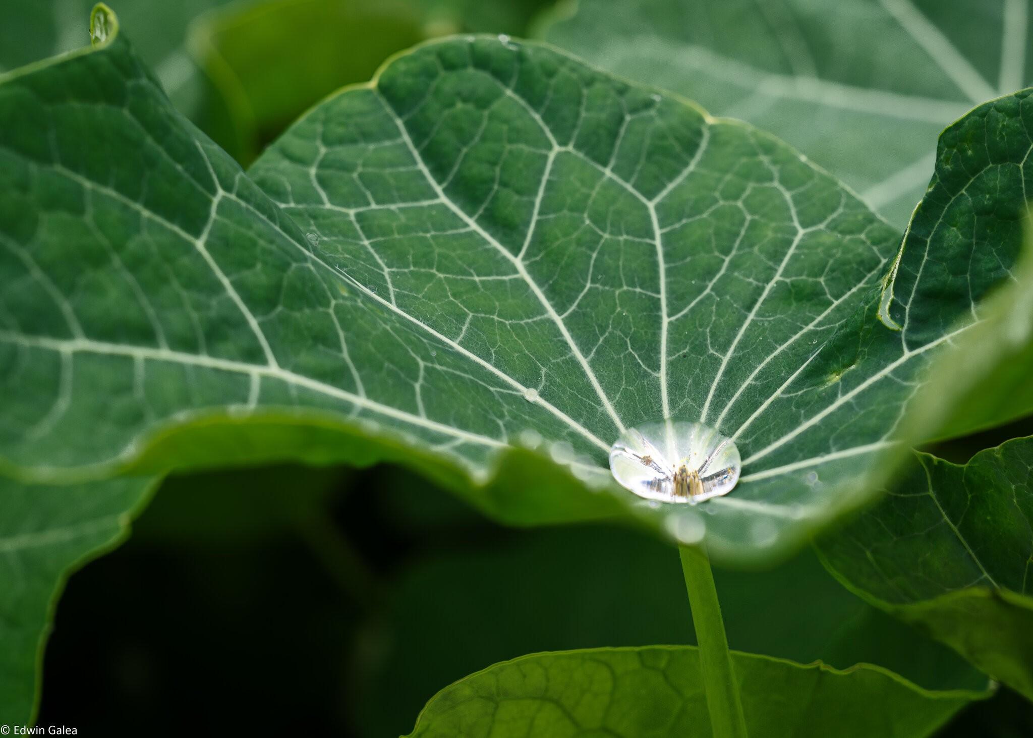 pig in the forest nasturtium in the rain-5.jpg