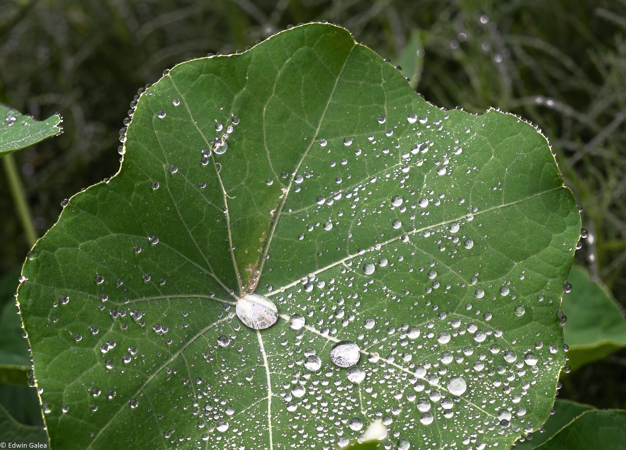 pig in the forest nasturtium in the rain-7.jpg