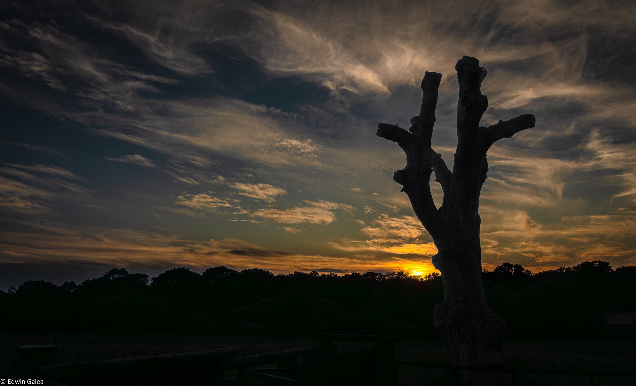 pig in the forest sunset-1.jpg