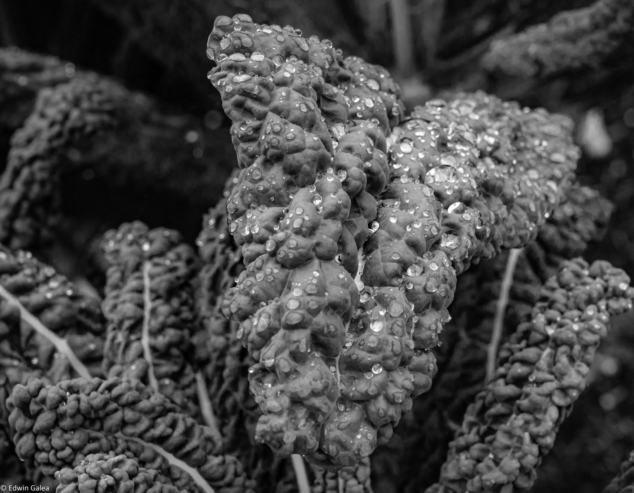 pig in the forest vegetable leaf in the rain-3.jpg