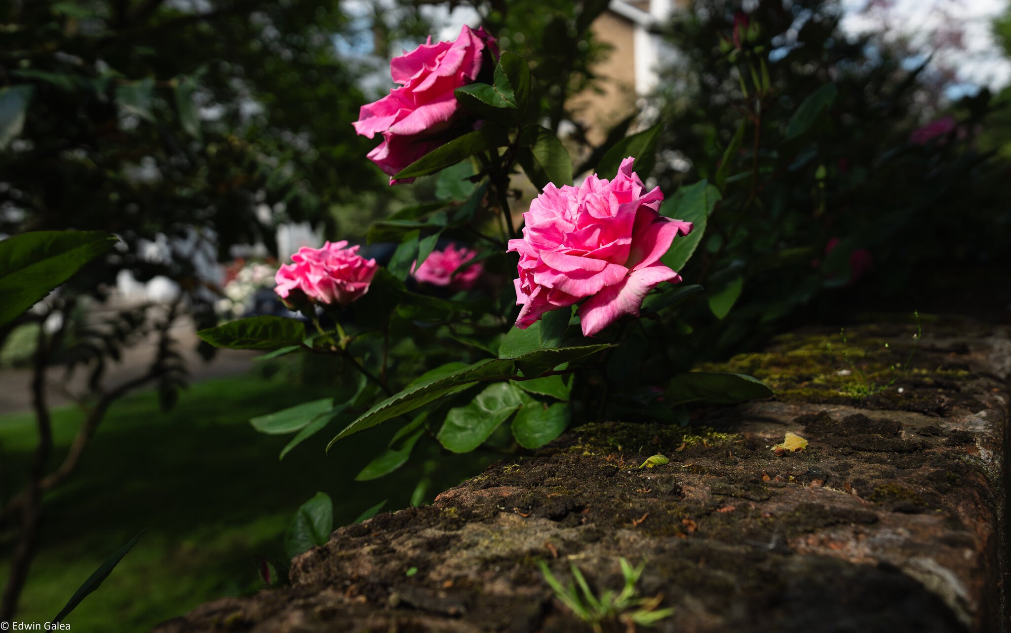 pink roses and wall-1.jpg