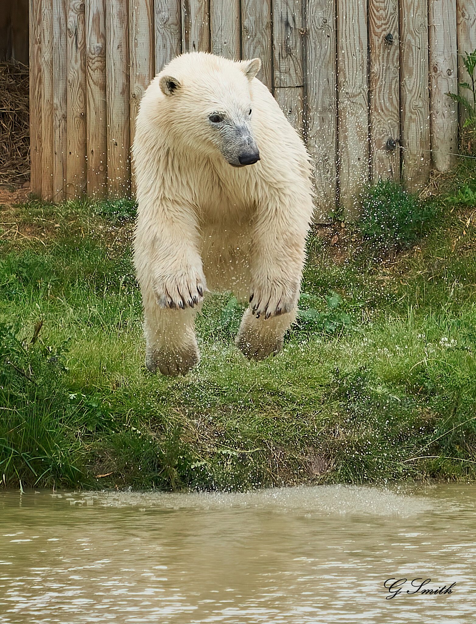 polar getting air.jpg