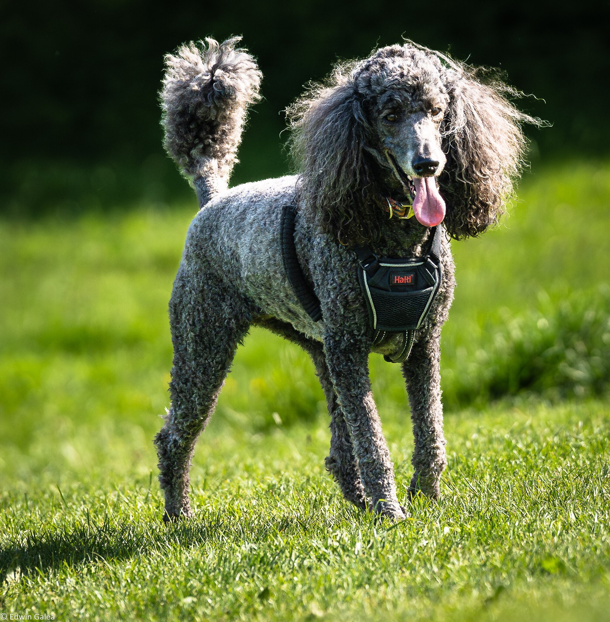 poodle-1.jpg