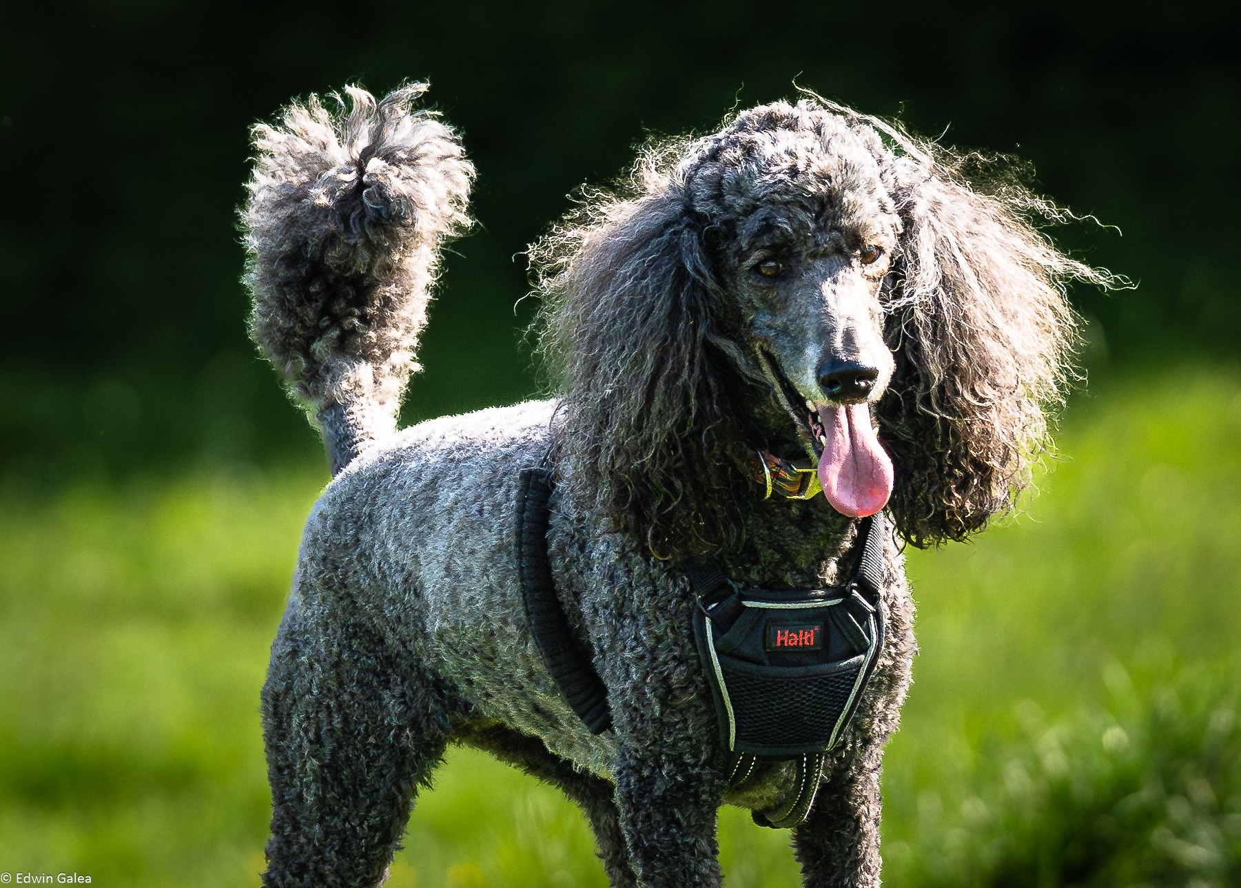 poodle-2.jpg