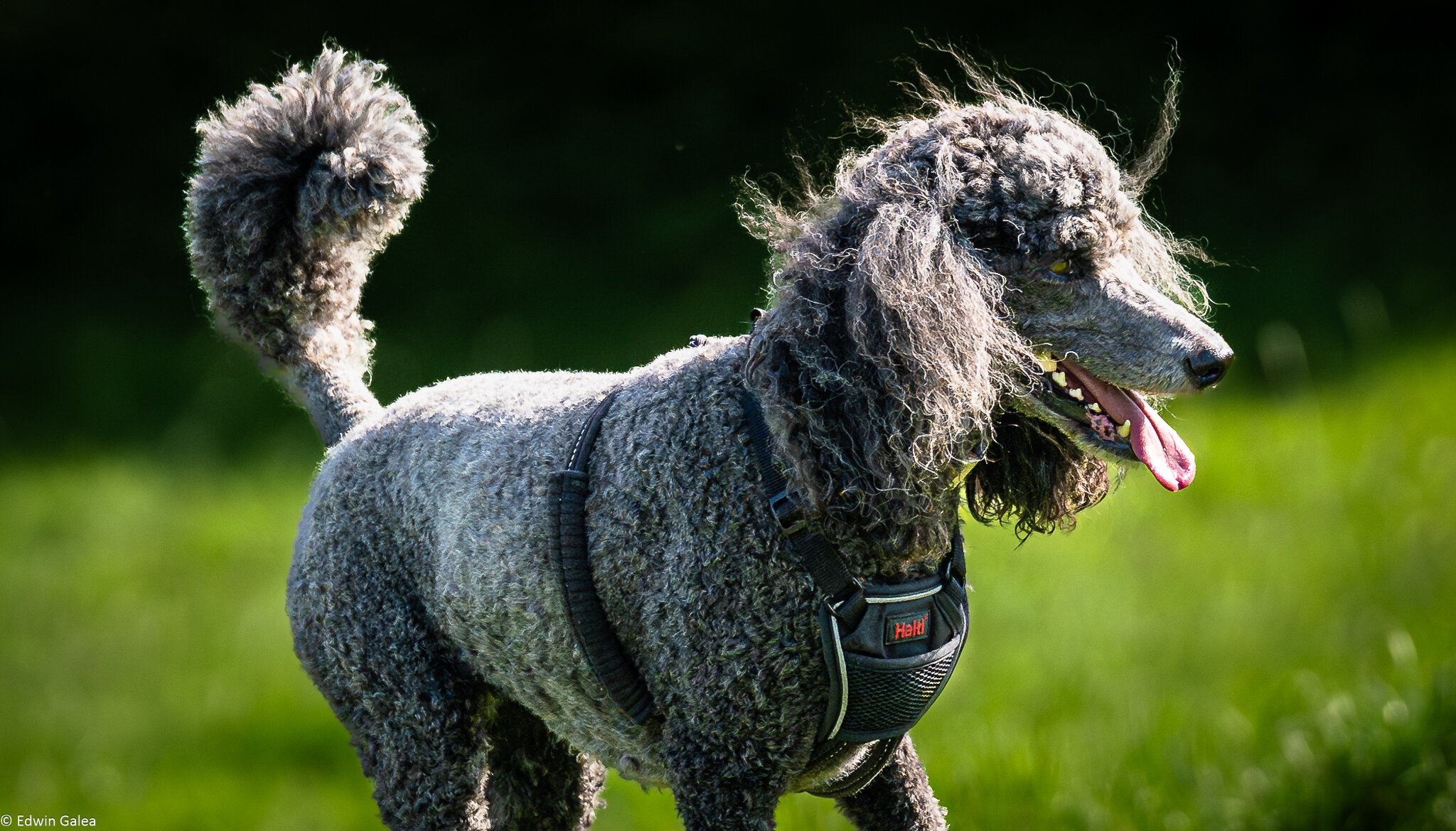 poodle-4.jpg