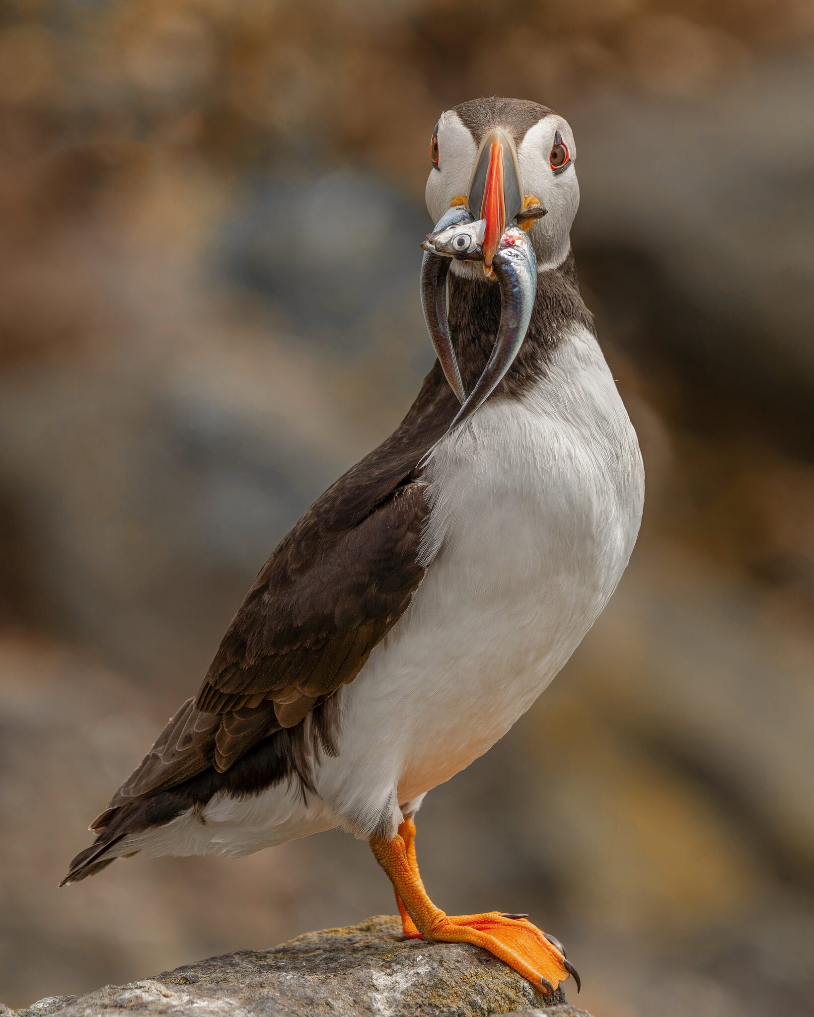 Posing Puffin TL.jpg