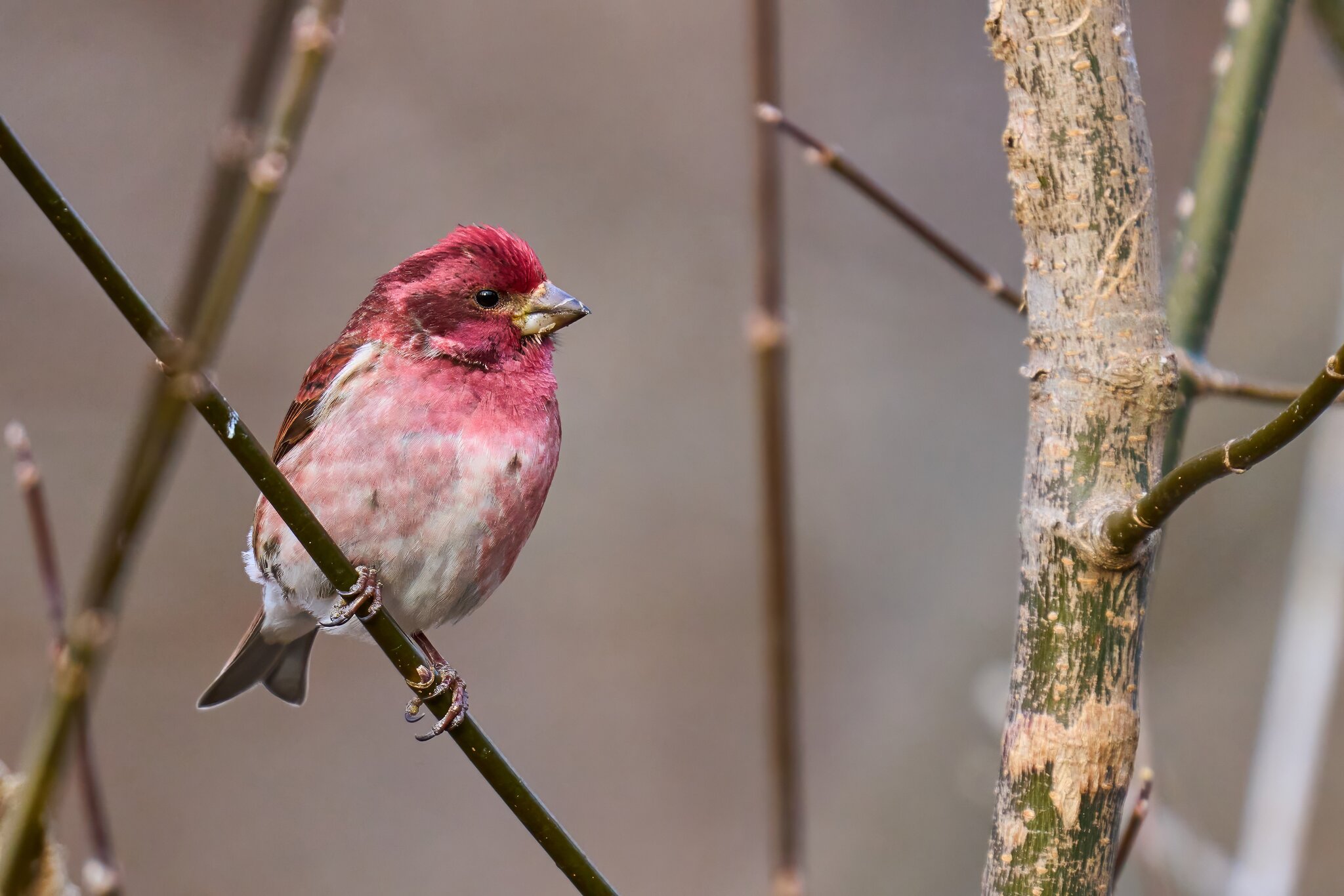 Purple Finch - Ashland - 02022025 - 07 - DN.jpg