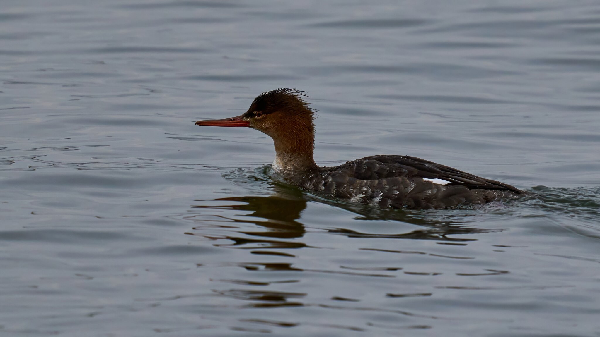 Red-Breasted Merganser - Barnegat - 01262025 - 02 - DN.jpg