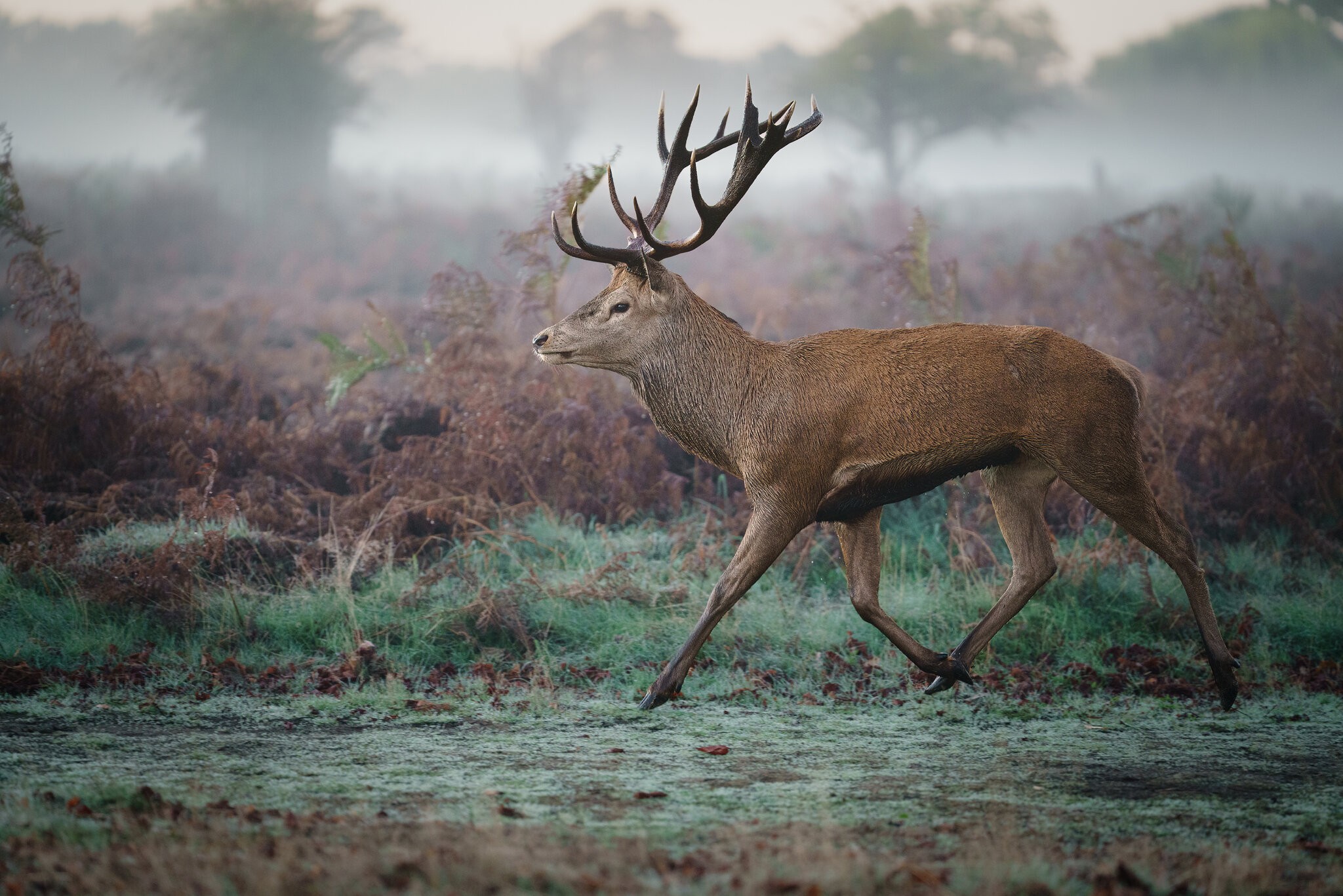 Red Deer-2.jpg